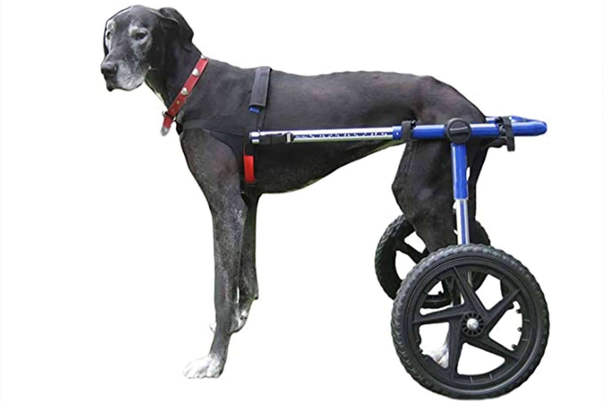 Los motivos por los que no se debería incluir condroprotectores en los piensos para perros según Wolves Legacy Dog Food