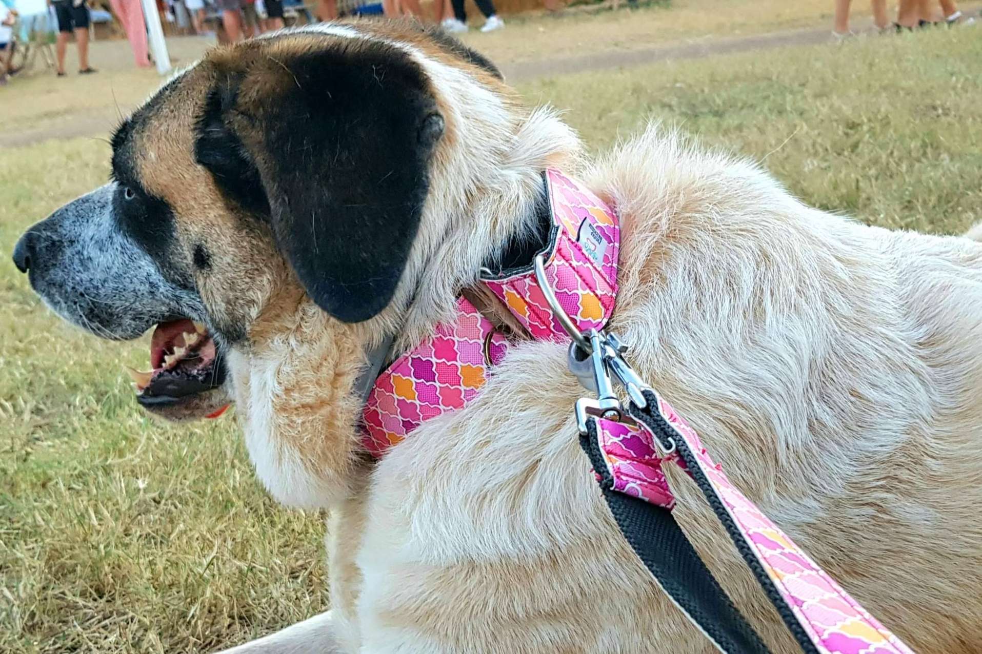 Patitas Barcelona dispone de  una correa doble multi-posición perfecta para hacer deporte con la mascota