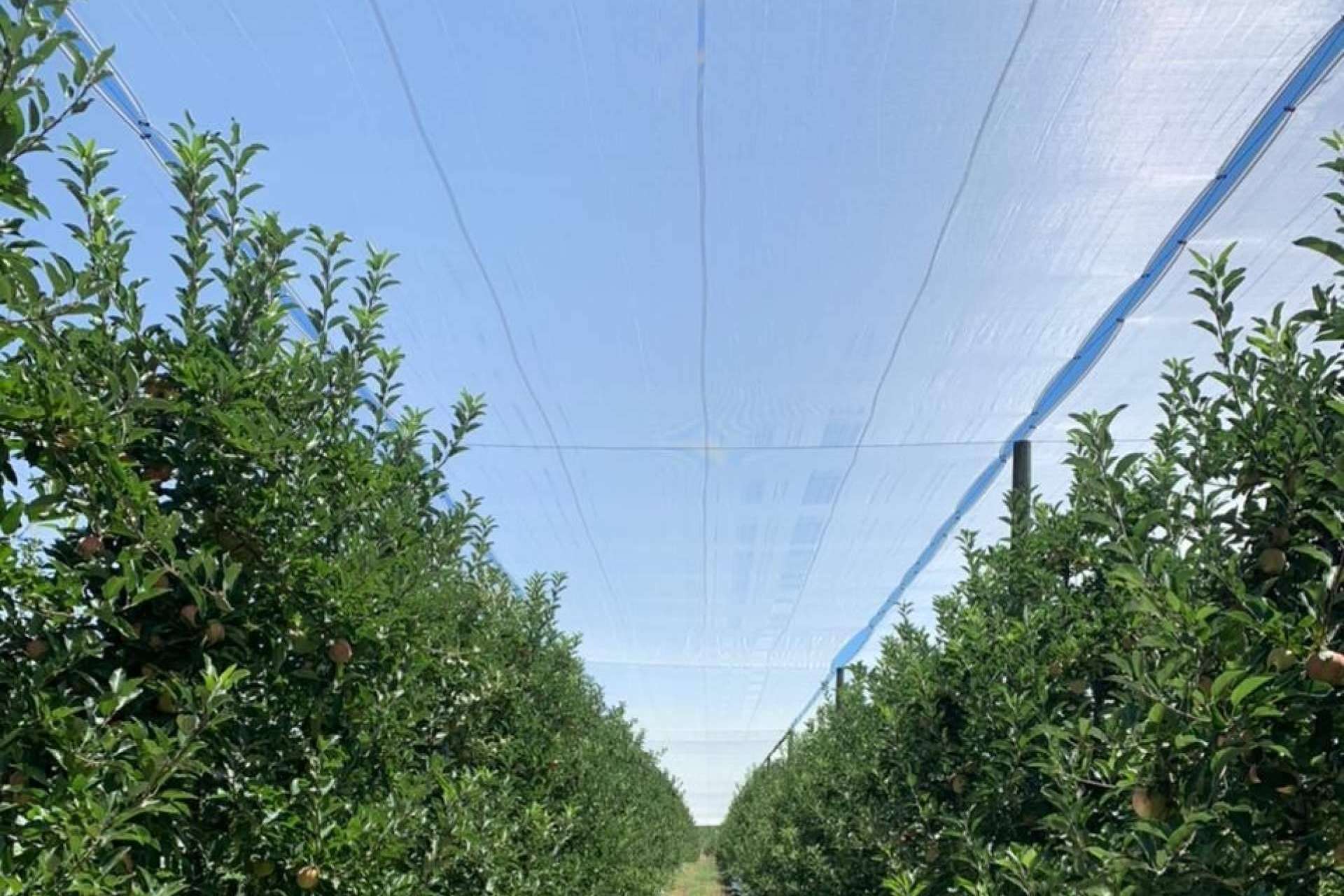 La tecnología de AGRALIA para proteger los cultivos de los golpes de sol, AGRICOLOR