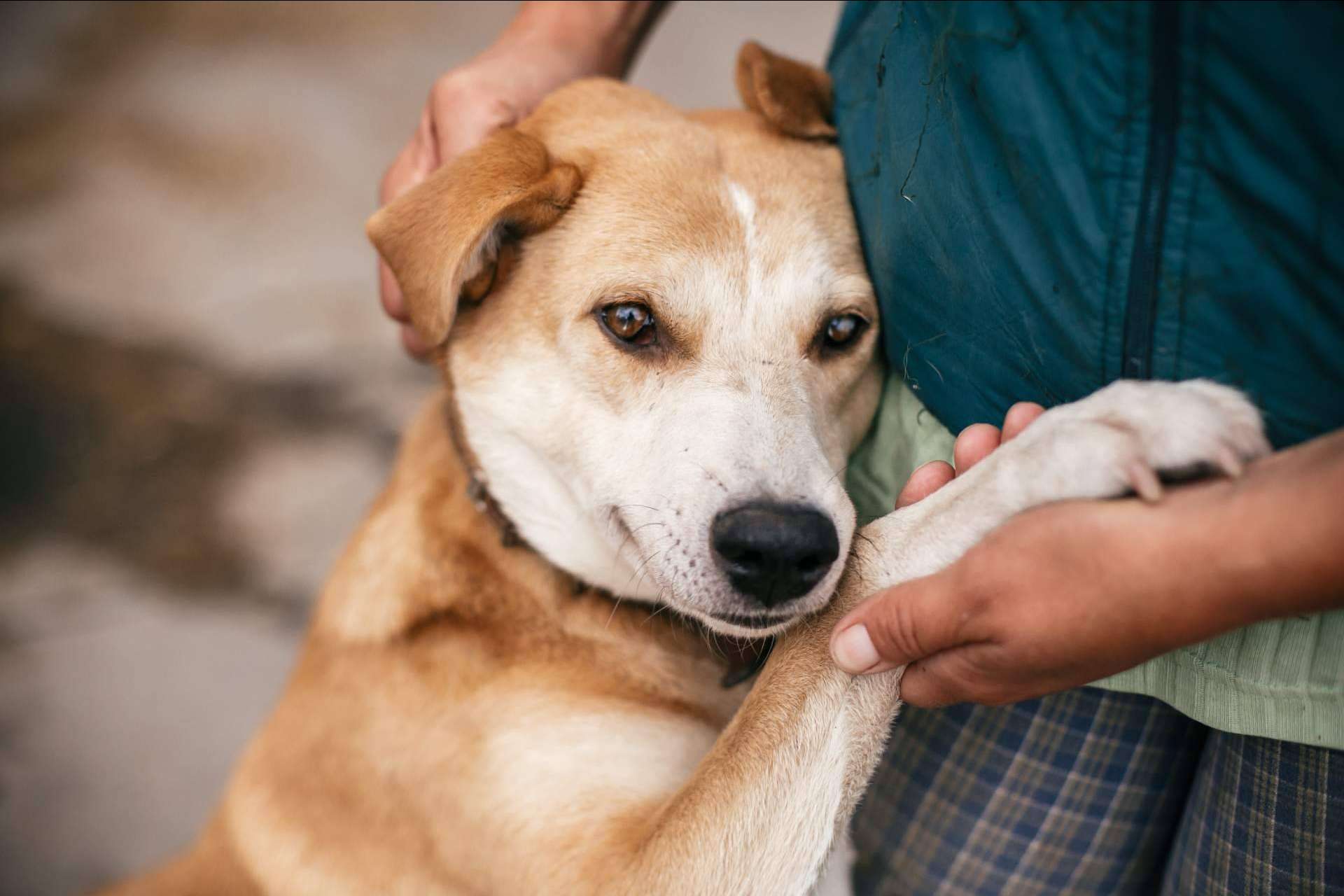 El proyecto Adopta un Animal y su tienda online propia ayudan a fundaciones y protectoras de animales