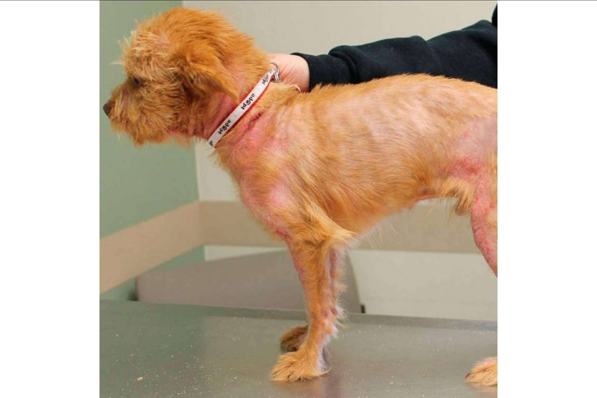 ¿En qué casos optar por el pienso hipoalergénico para perros?