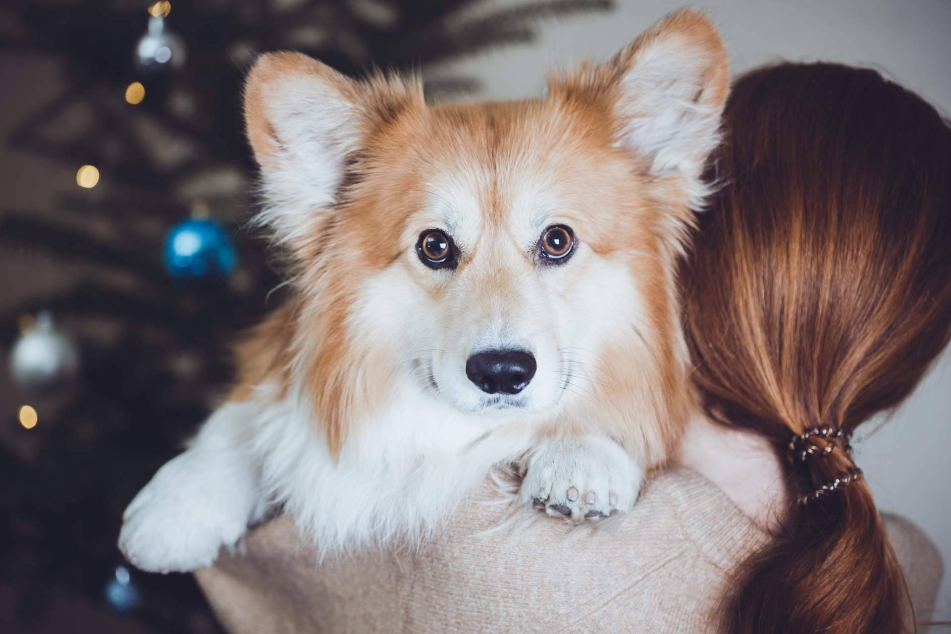 ¿Una mascota como regalo de Navidad?