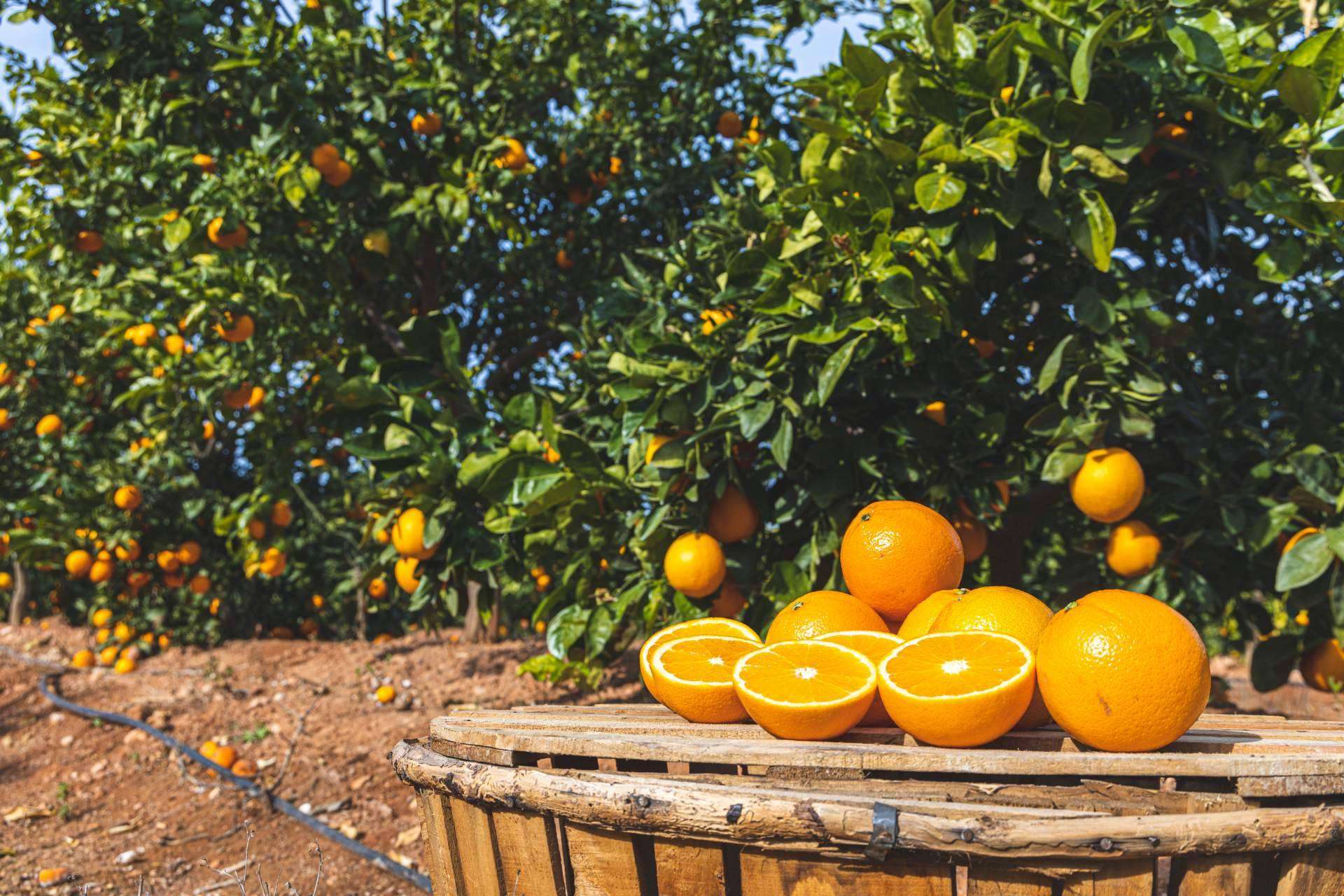 ¿Cuáles son las ventajas de comprar naranjas online? Naranjas Quique