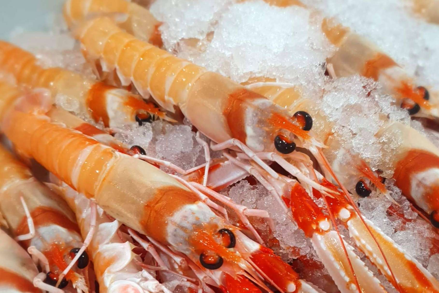 Mariscos online para esta Navidad