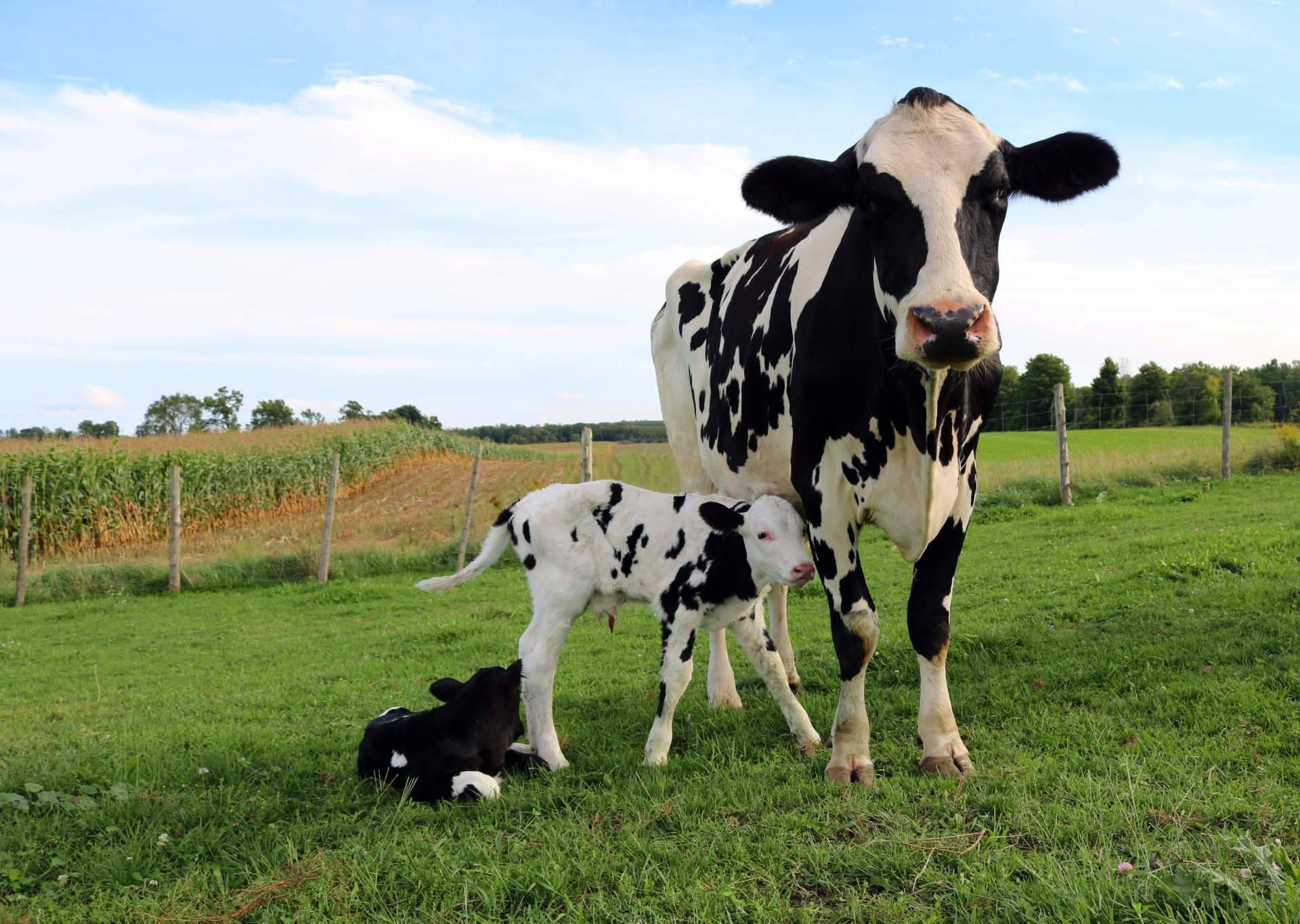 Innogando y Mindsaic, las dos empresas gallegas que son capaces de hablar con las vacas