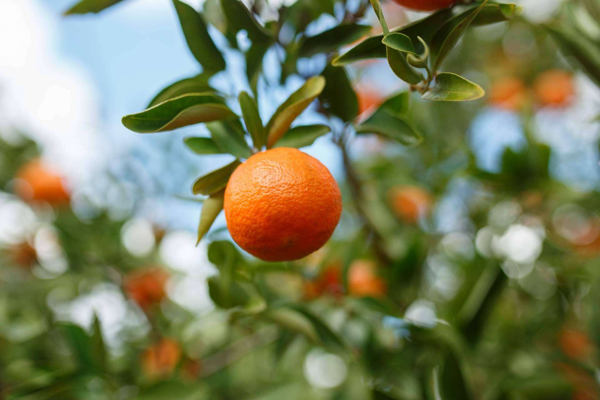 Comprar mandarinas a domicilio, la calidad del árbol a la mesa gracias a Finca Carraixet