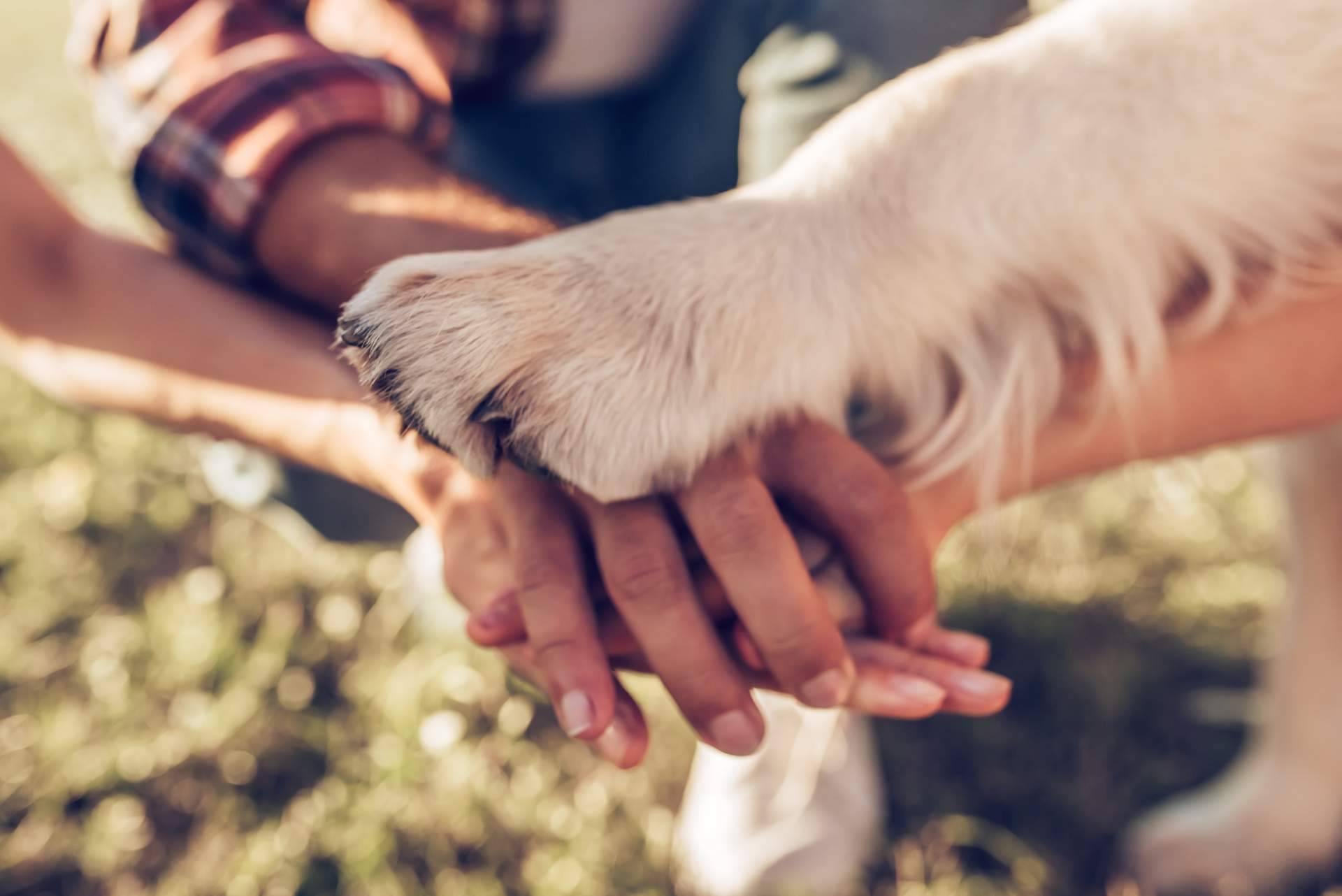 La importancia del vínculo humano-animal según la doctora Paula Calvo