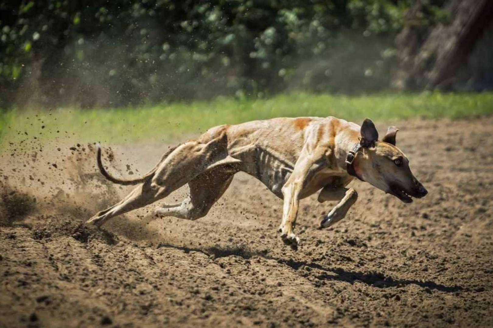 La relevancia de una alimentación adecuada en perros de competición, por Piensos Galacer