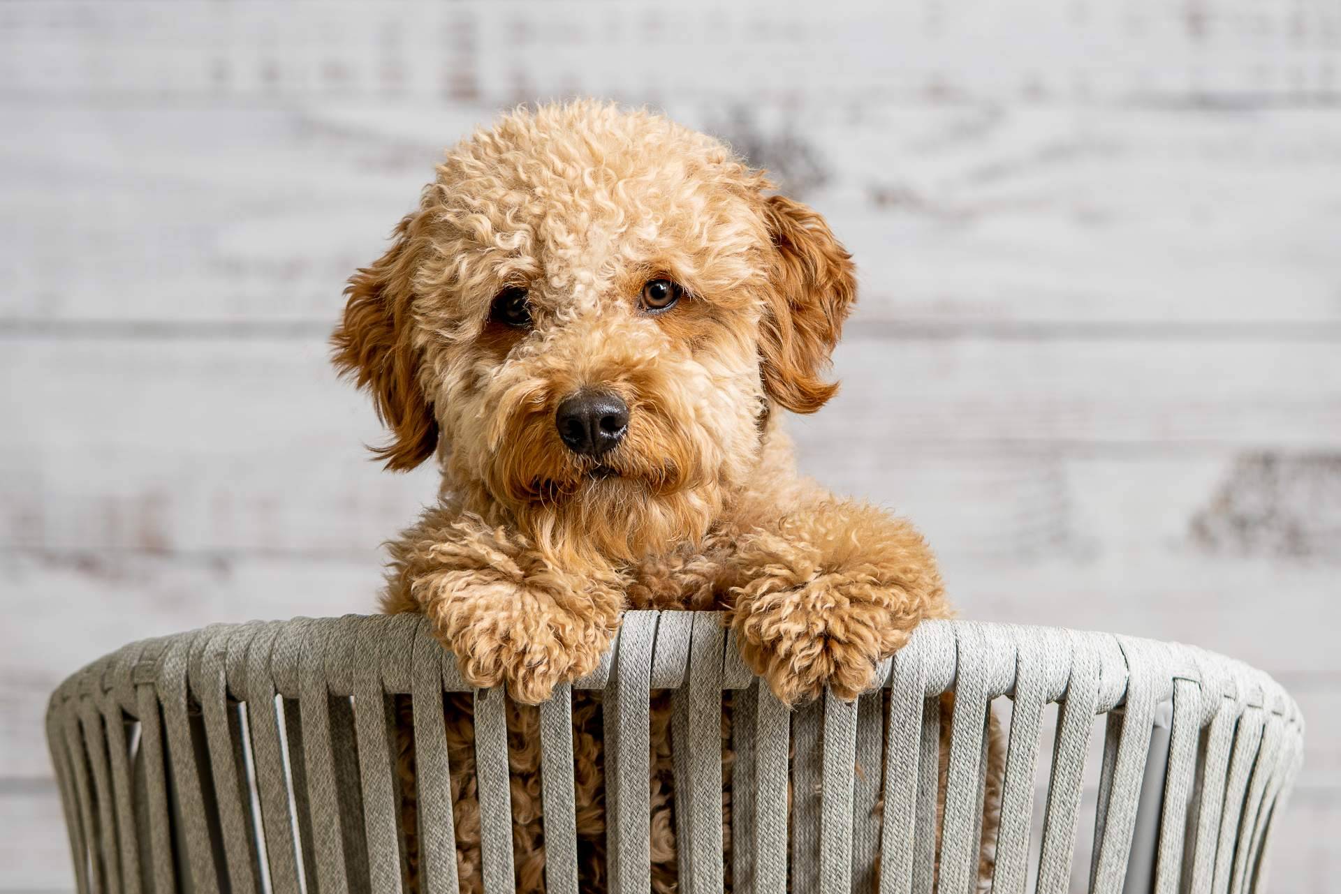 Toda la información acerca los caniche toy en Micaniche.com