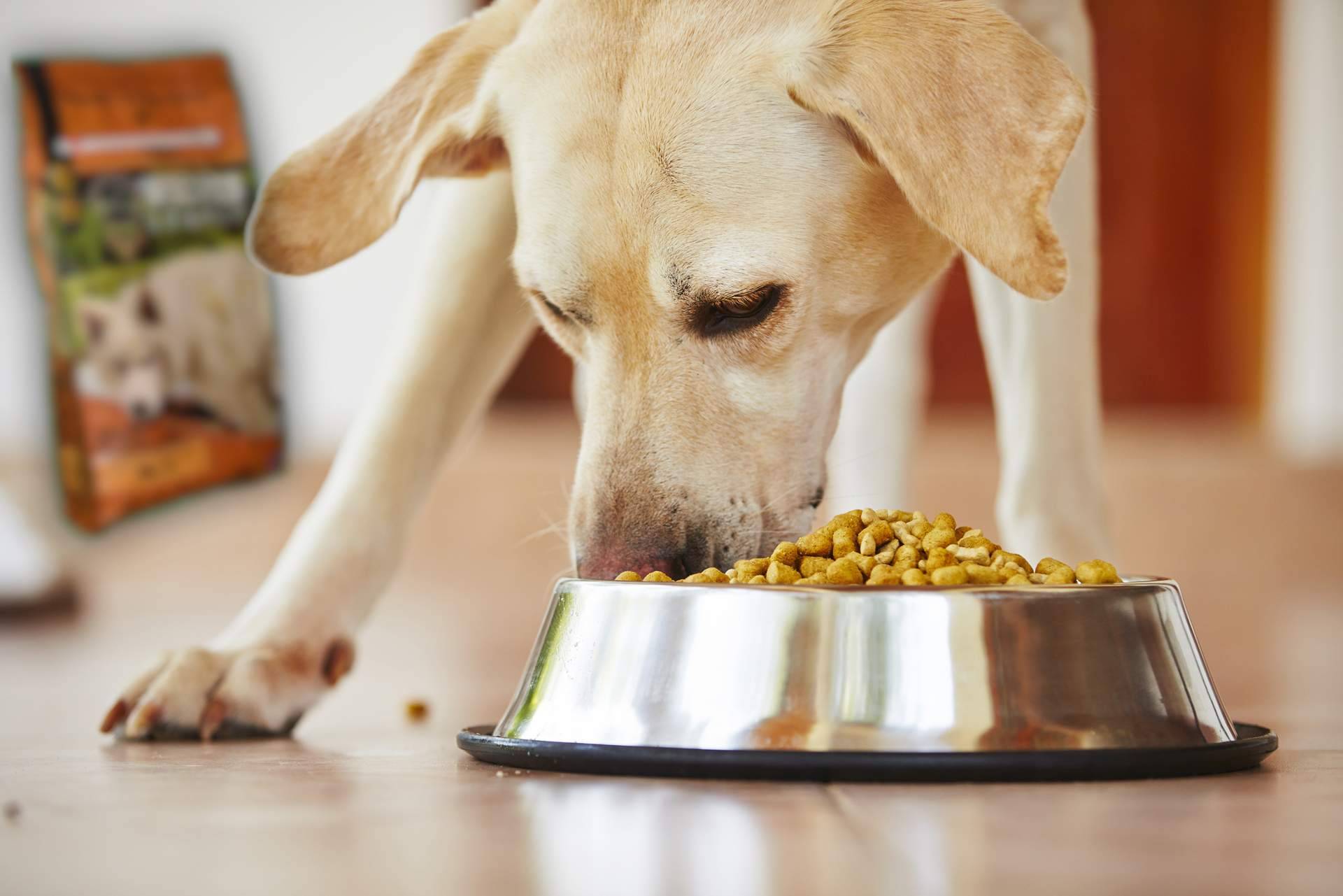 Pienso para perros ¿qué es?