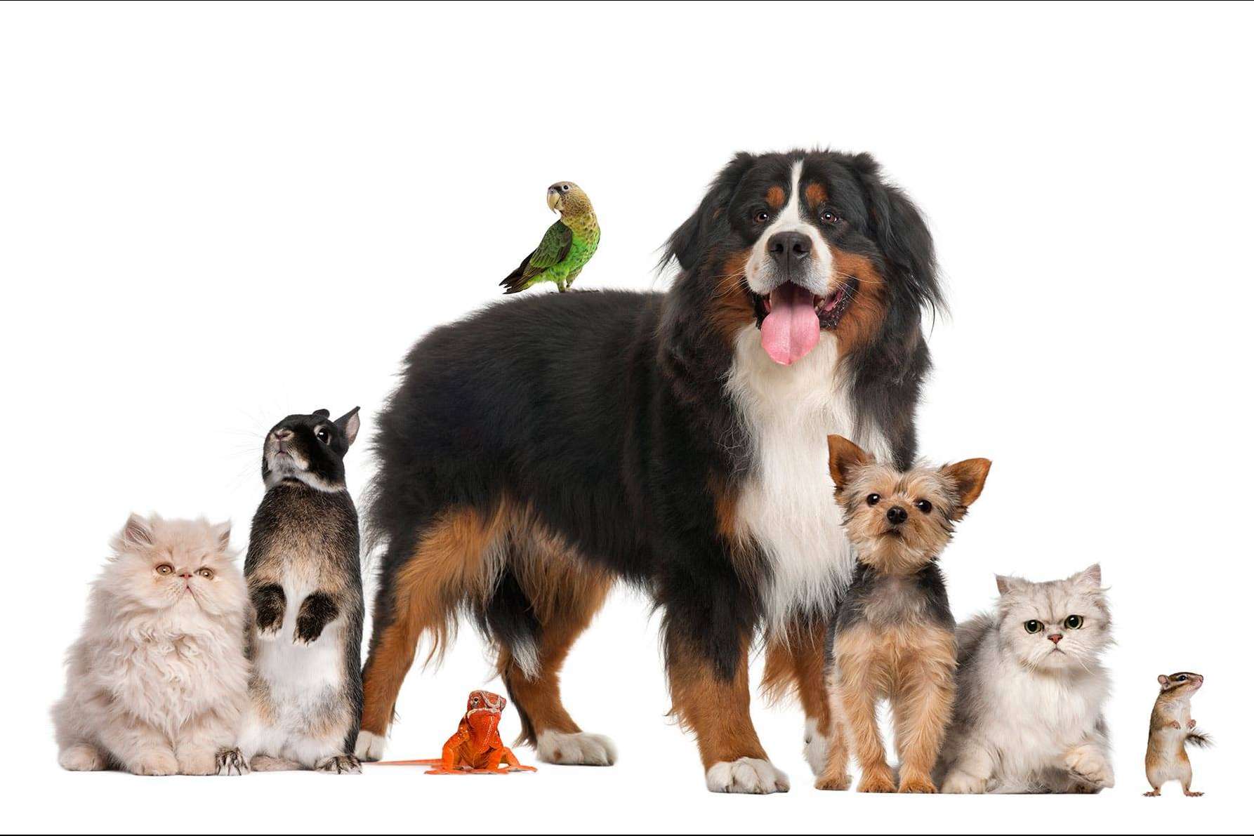 La plataforma especializada Encuentra Tu Mascota Perdida ayuda a encontrar un animal desaparecido