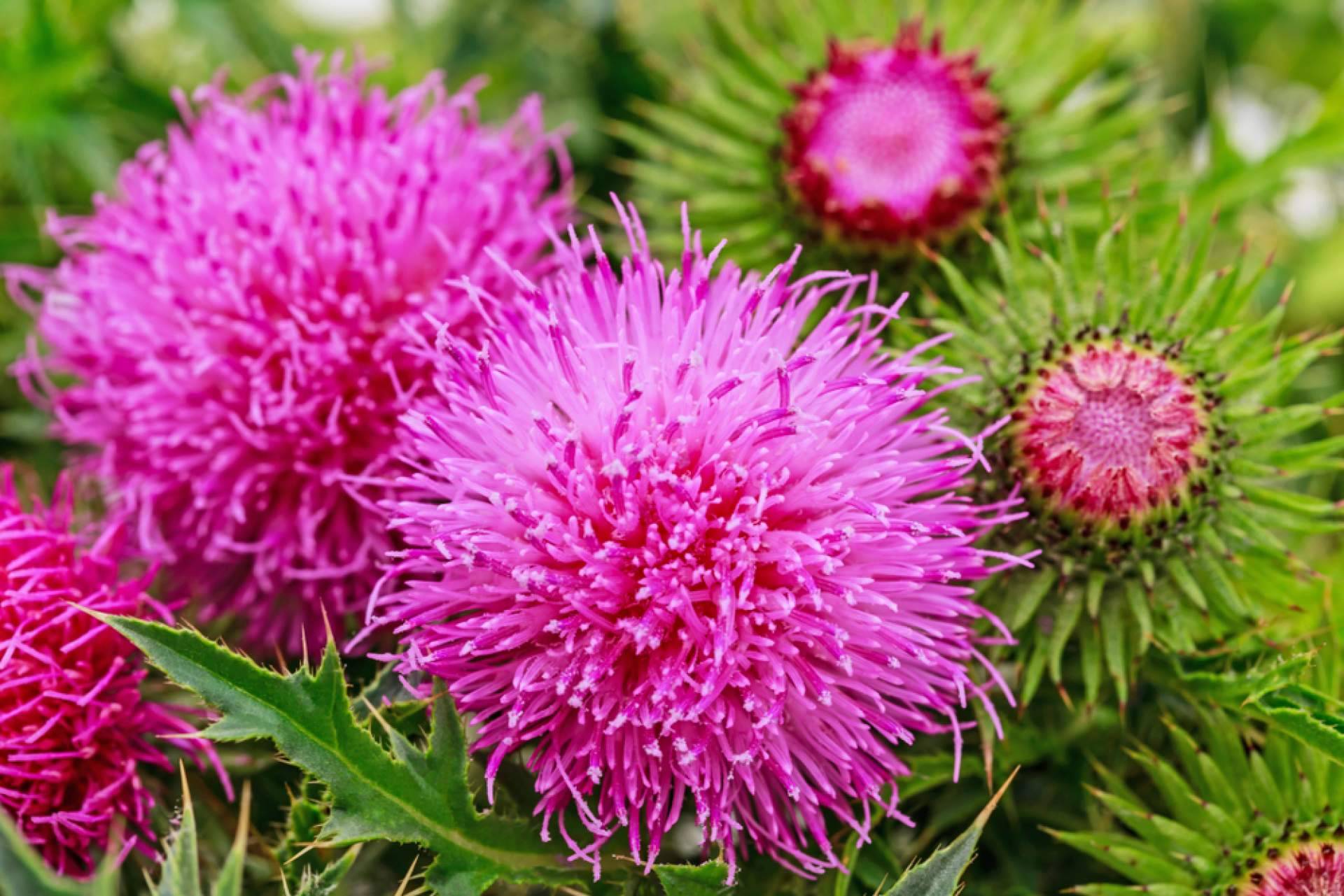 Store Naturopatía y su Cardo Mariano para la desintoxicación natural del hígado en primavera
