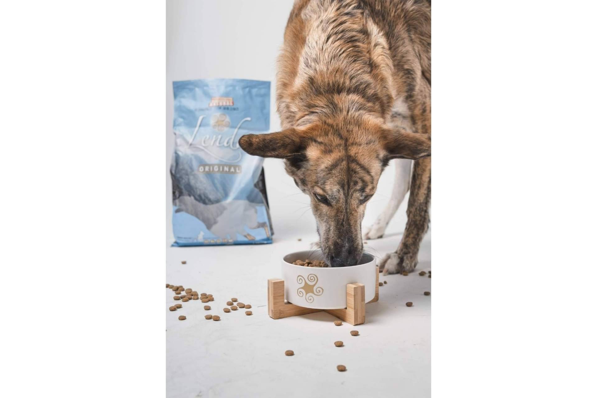 Alimentar adecuadamente a los perros con sobrepeso con Lenda Light