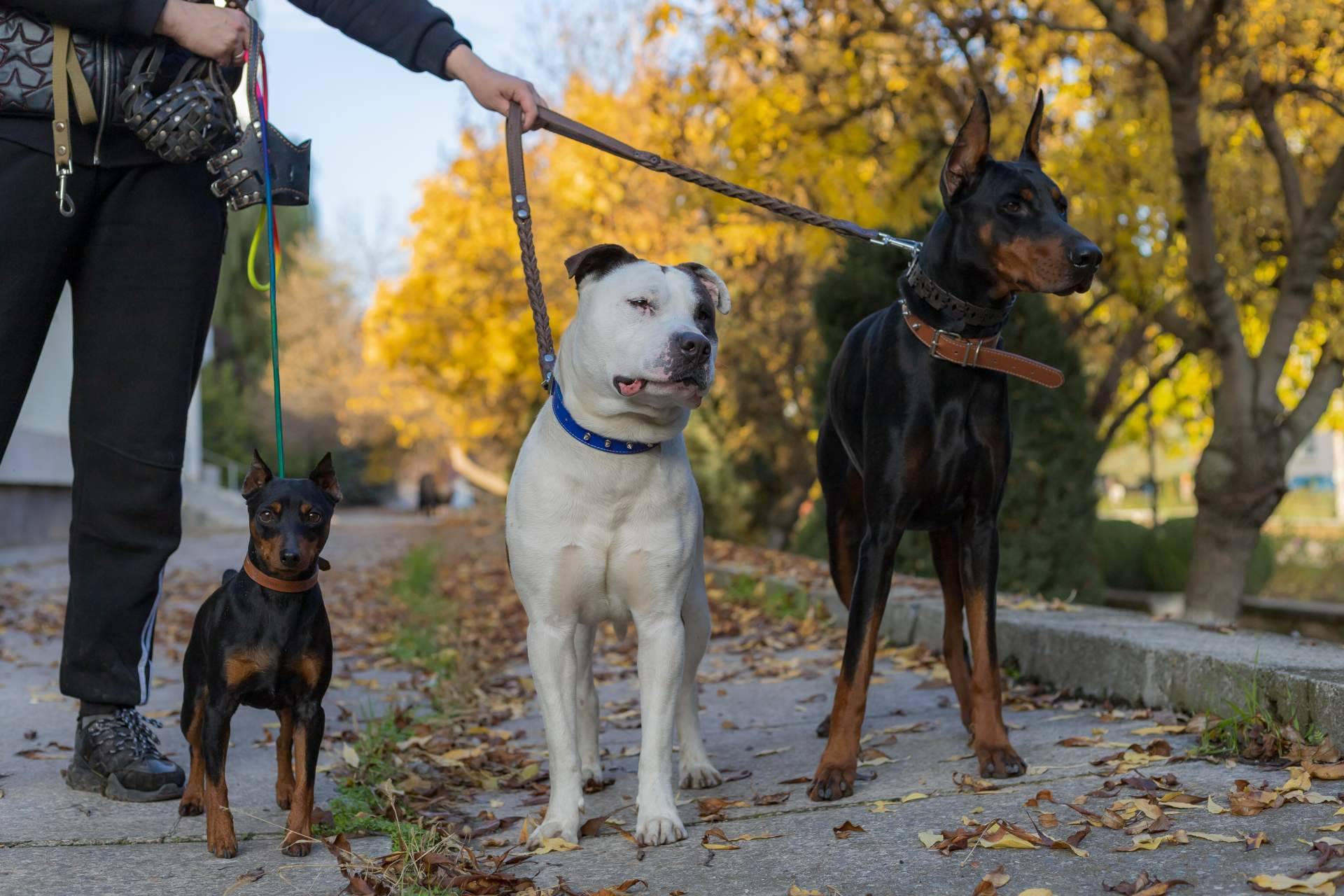 La verdad sobre los perros potencialmente peligrosos