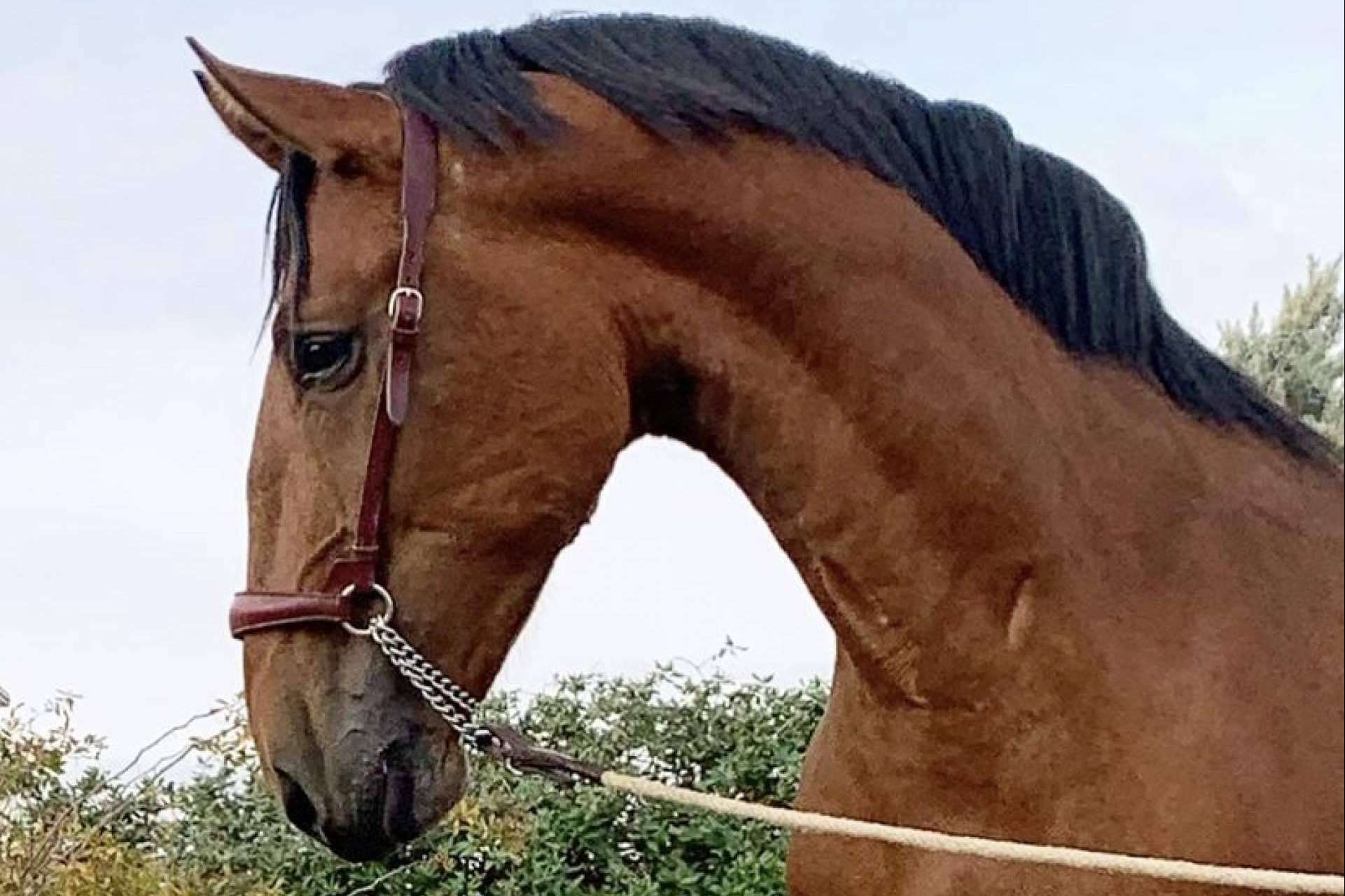 Los caballos PRE en venta unos animales elegantes y resistentes de Yeguada La Pajarita