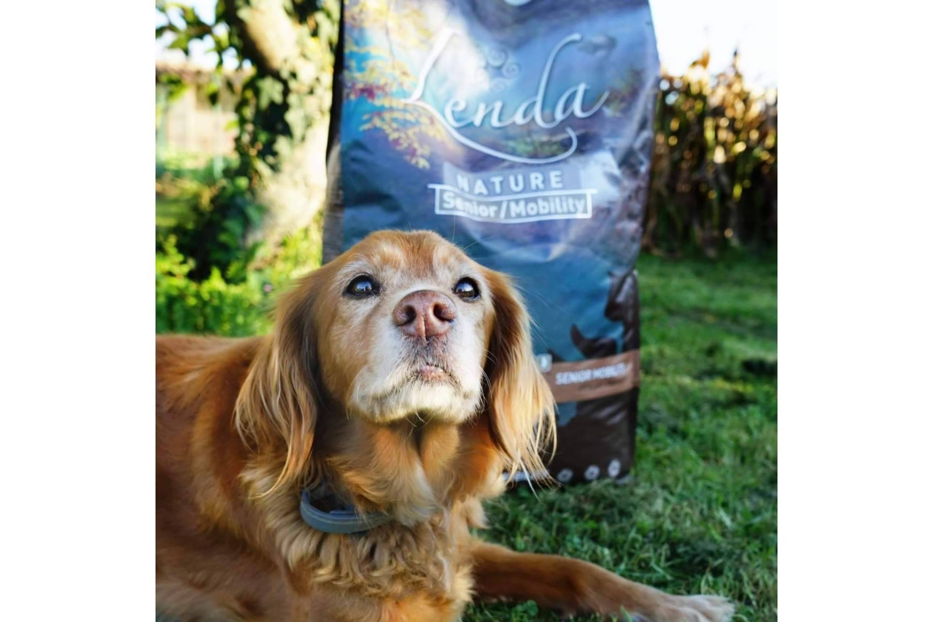 ¿Cómo puede influir la alimentación en la salud de los perros?