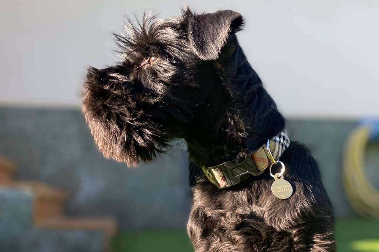 Izaladog asesora sobre el collar perro ideal