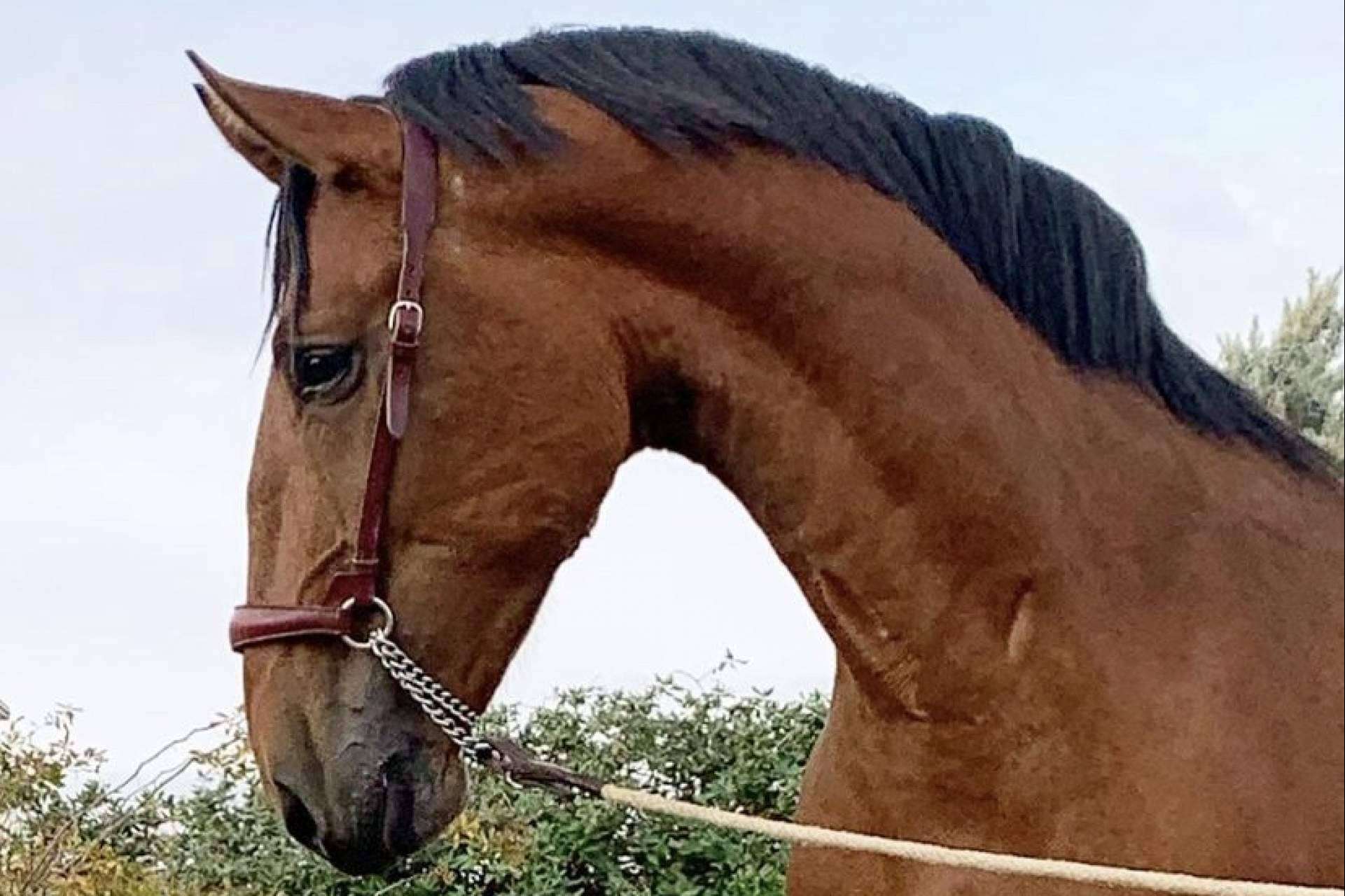 Yeguada La Pajarita tiene a la venta caballos sementales de pura raza española