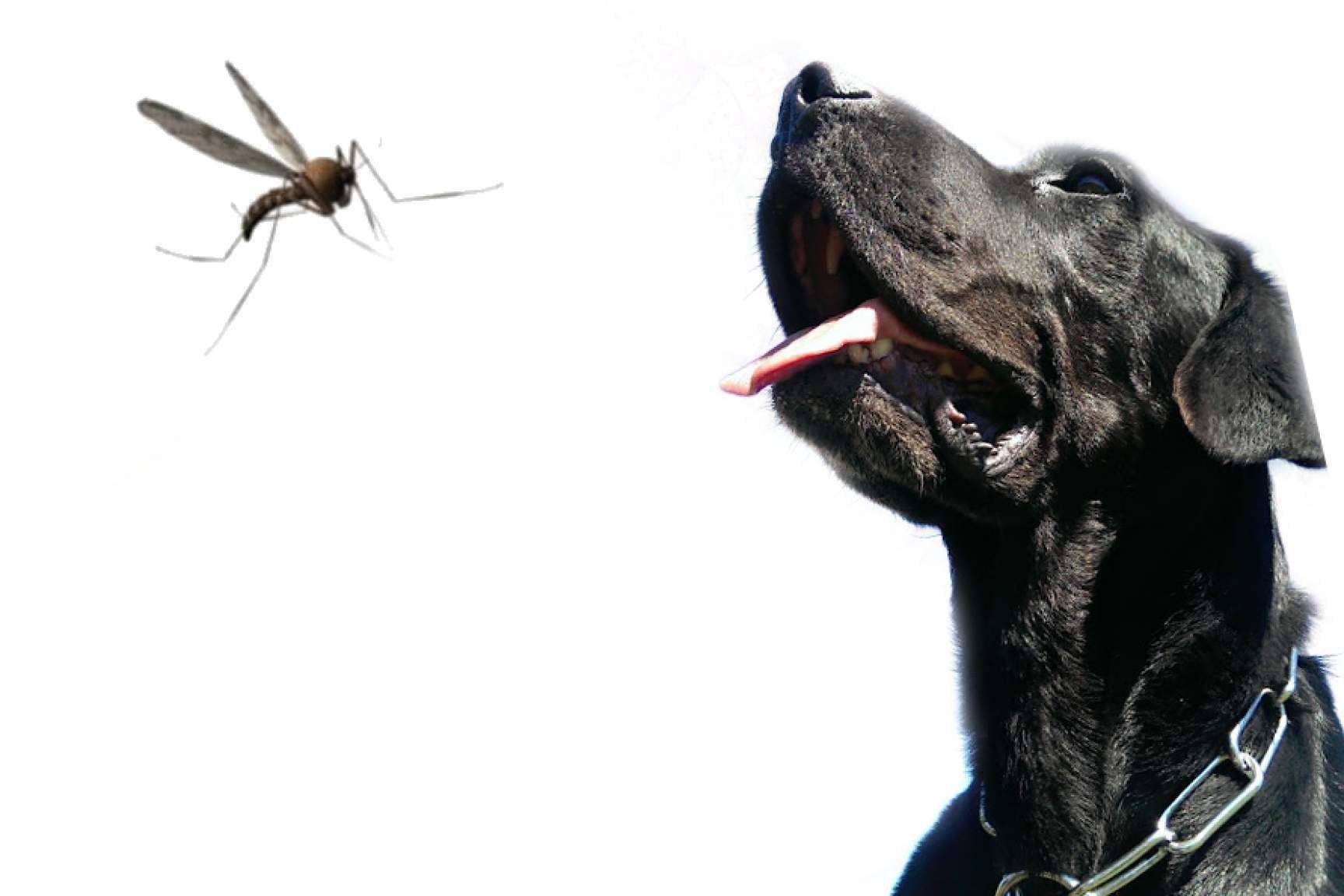 El contagio, el tratamiento y cómo prevenir la leishmaniosis de la mano de la Asociación Española Perros de Apoyo