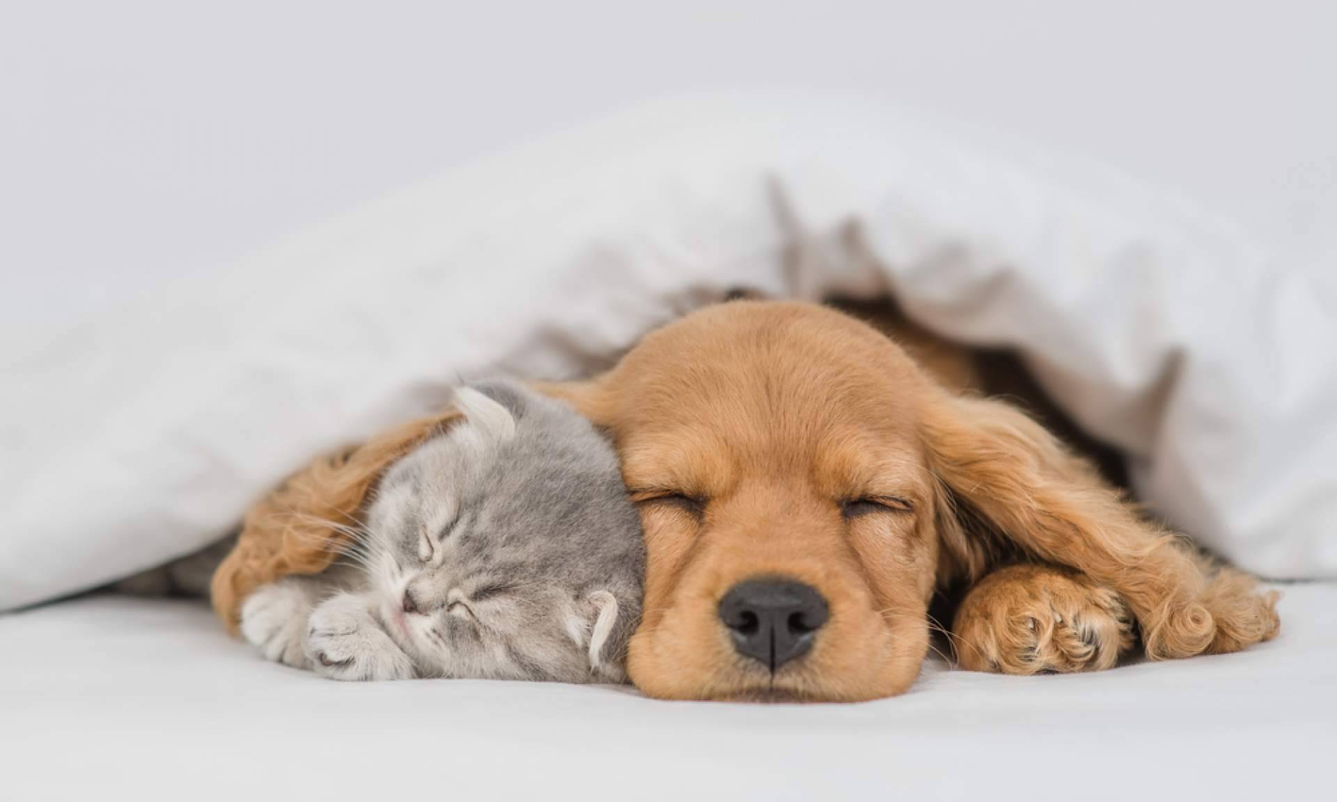 Diferencias entre adoptar y comprar perros, con Cachorros del Valle