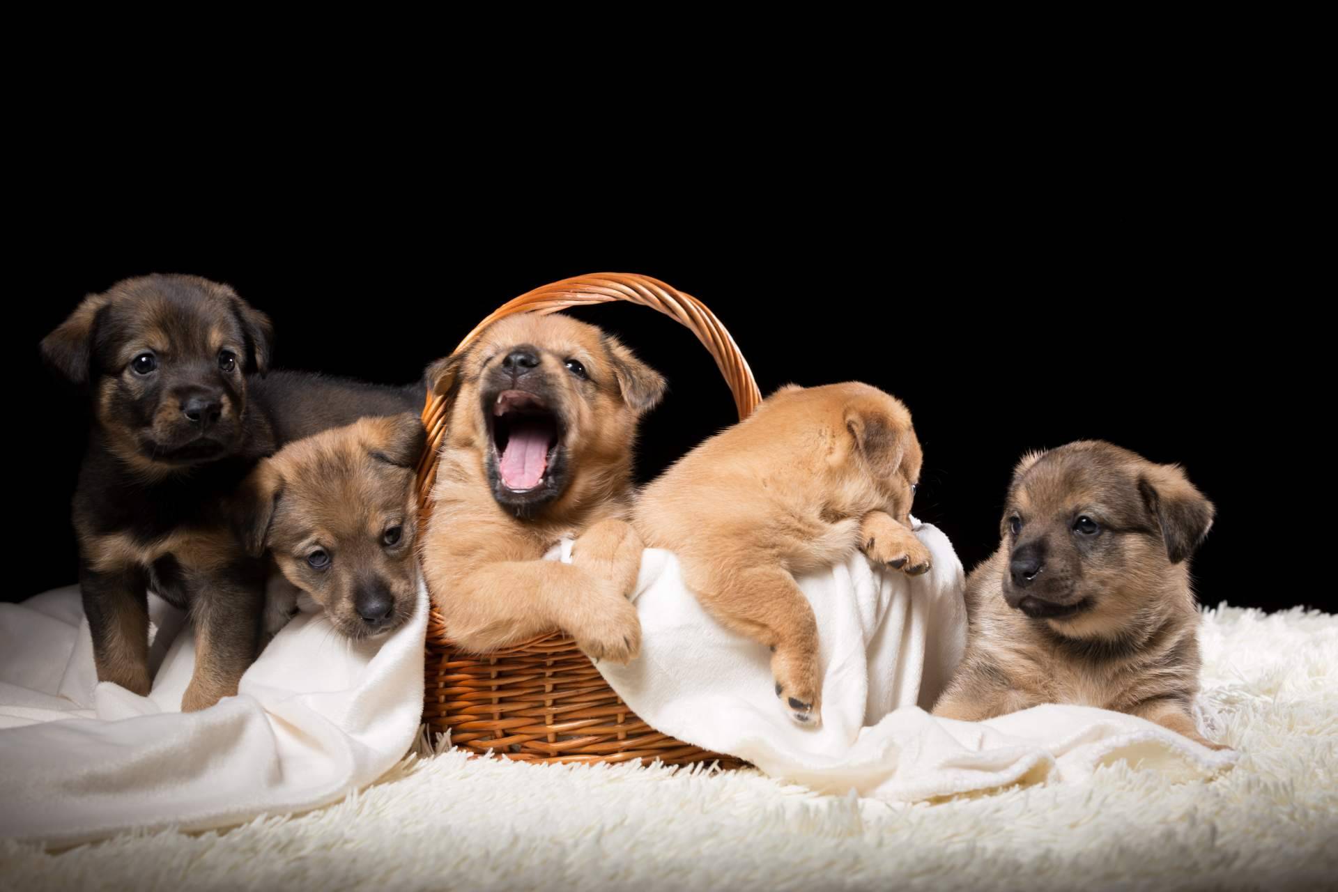 La salud de los cachorros, un aspecto imprescindible en los criaderos responsables como Cachorros del Valle