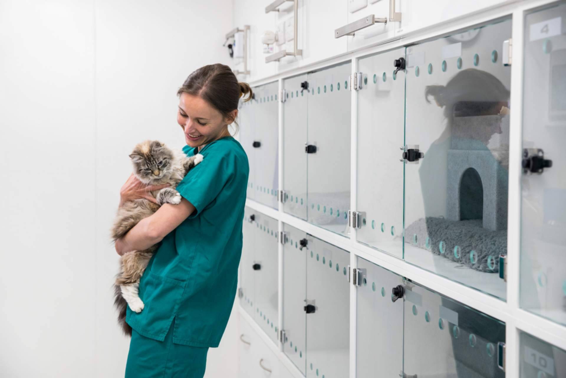 Razones de la fiebre en los gatos