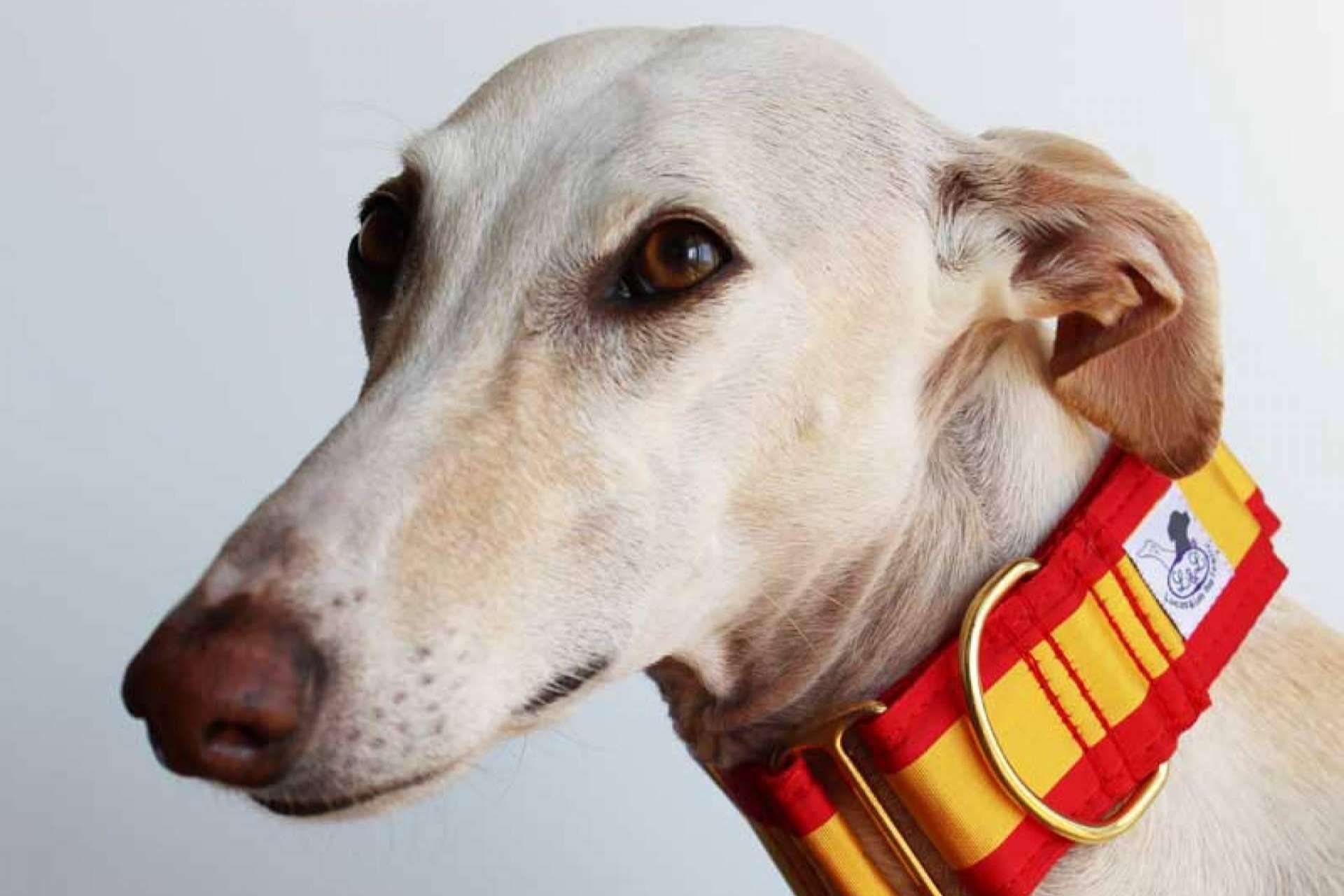 Lucas & Lola, la parafarmacia que dispone de accesorios exclusivos para mascotas