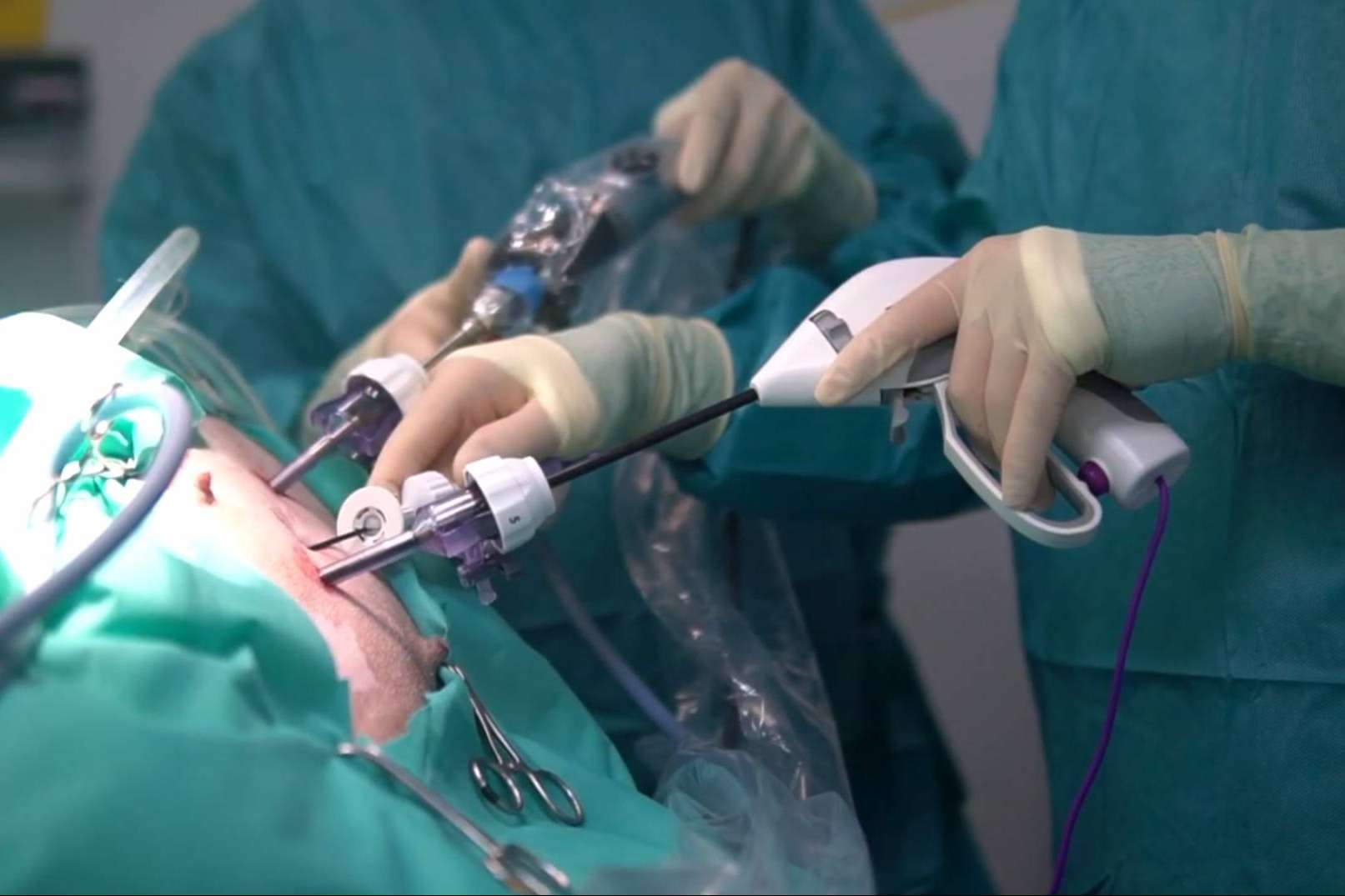 Hospital Privet ofrece excelencia en la esterilización por laparoscopia para mascotas