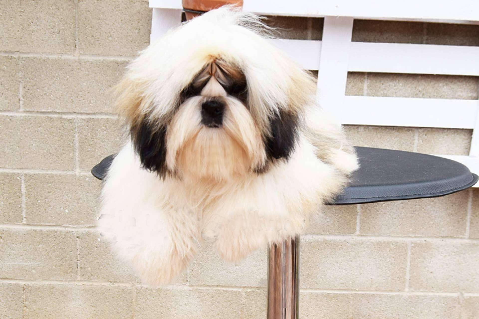 Cómo es la raza caniche toy, de la mano de Gallumar