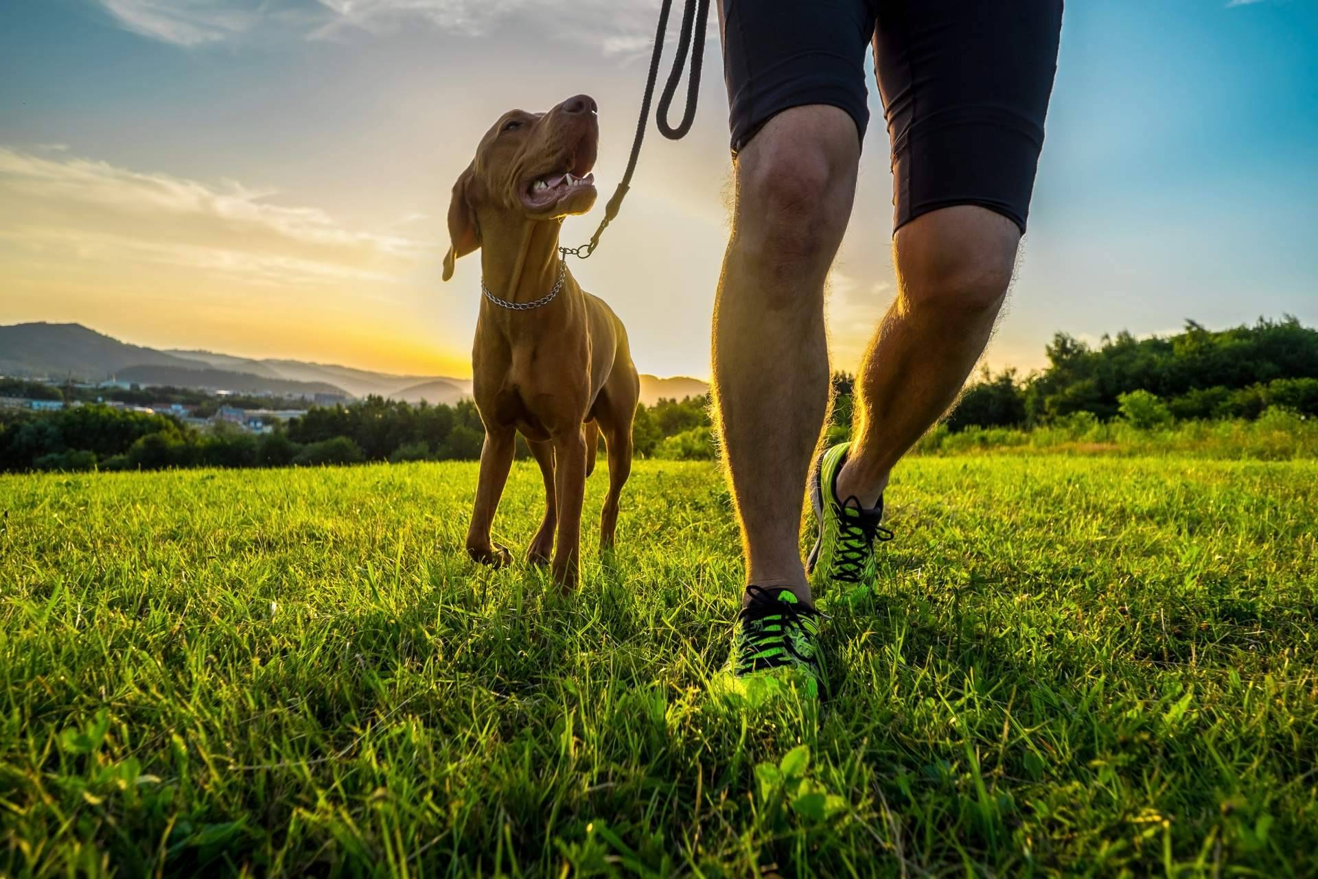 ¿Qué ofrece el programa de adiestramiento de perros de Cachorros del Valle?