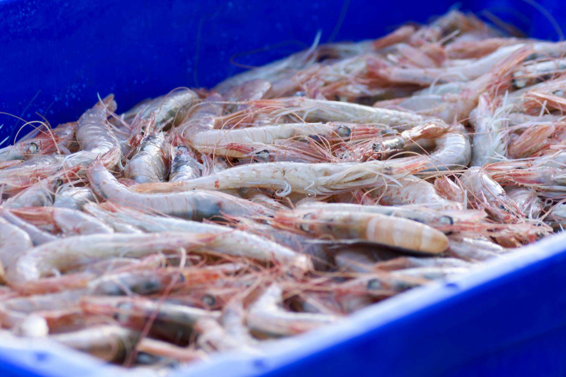 Razones por las que la empresa Lonja de Ayamonte es reconocida en la venta de la Gamba Blanca de Huelva