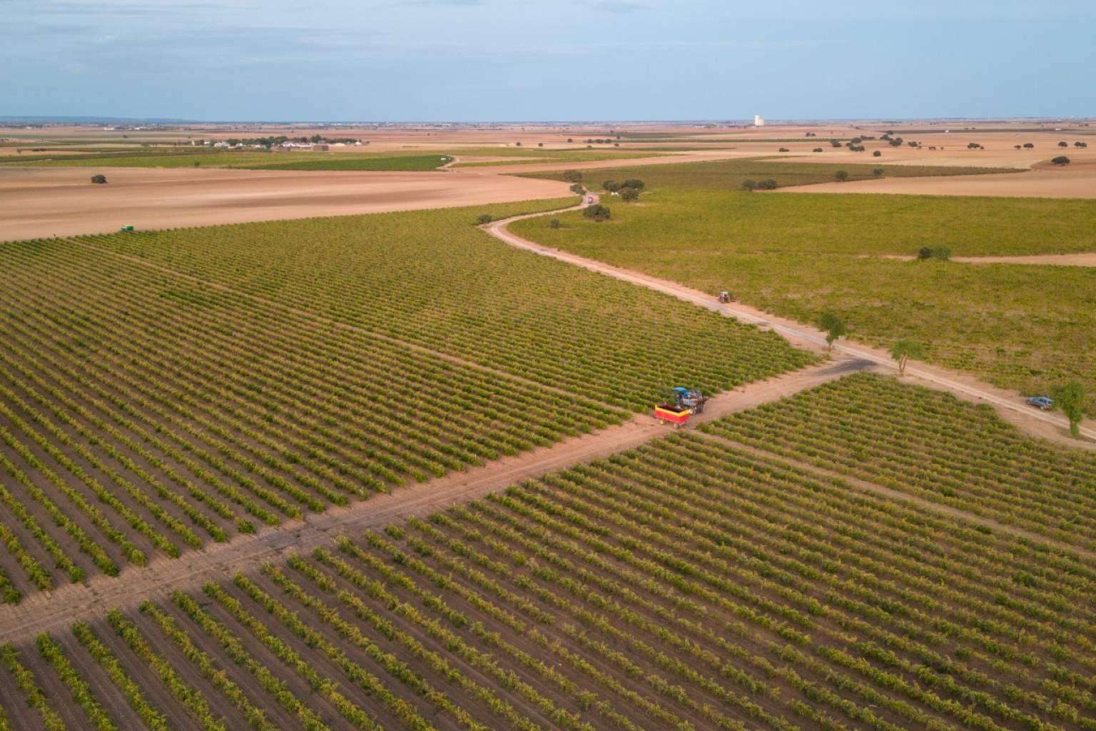 Tinajas de barro de más de 100 años para la elaboración de vinos, con Bodegas Fernández de la Ossa