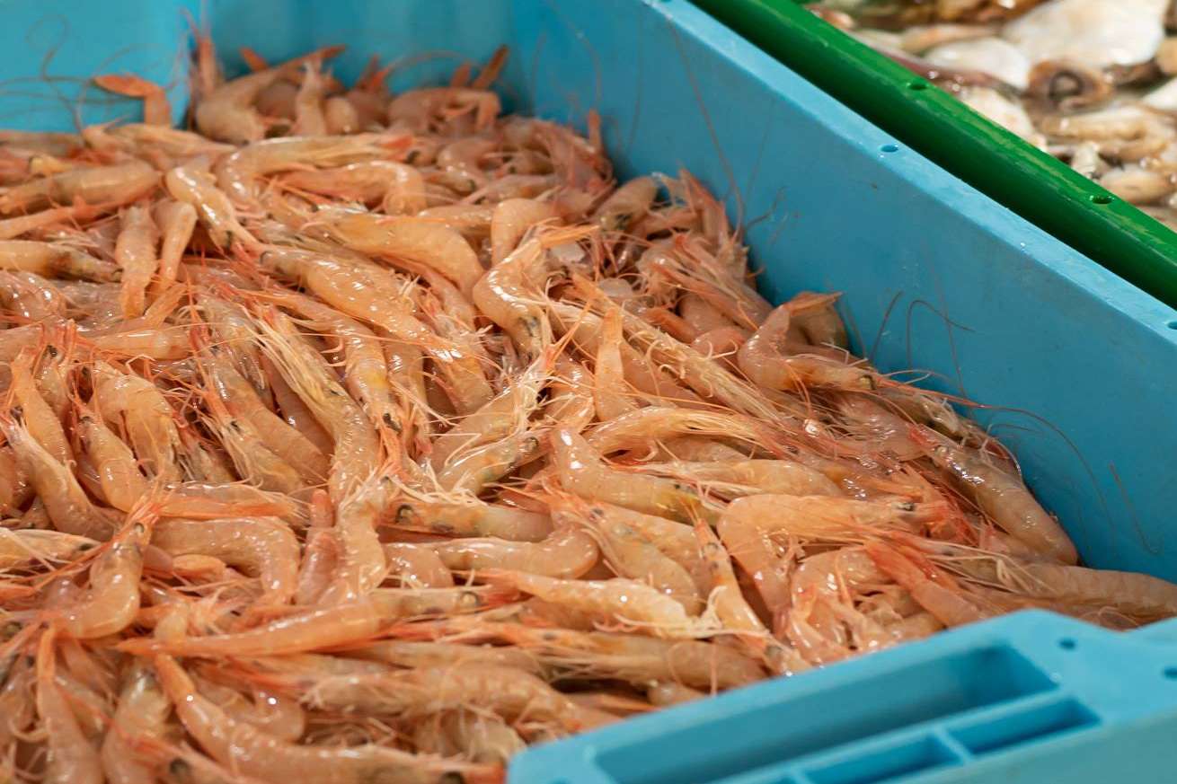 Lonja de Ayamonte ofrece una serie de consejos de conservación de marisco de Huelva