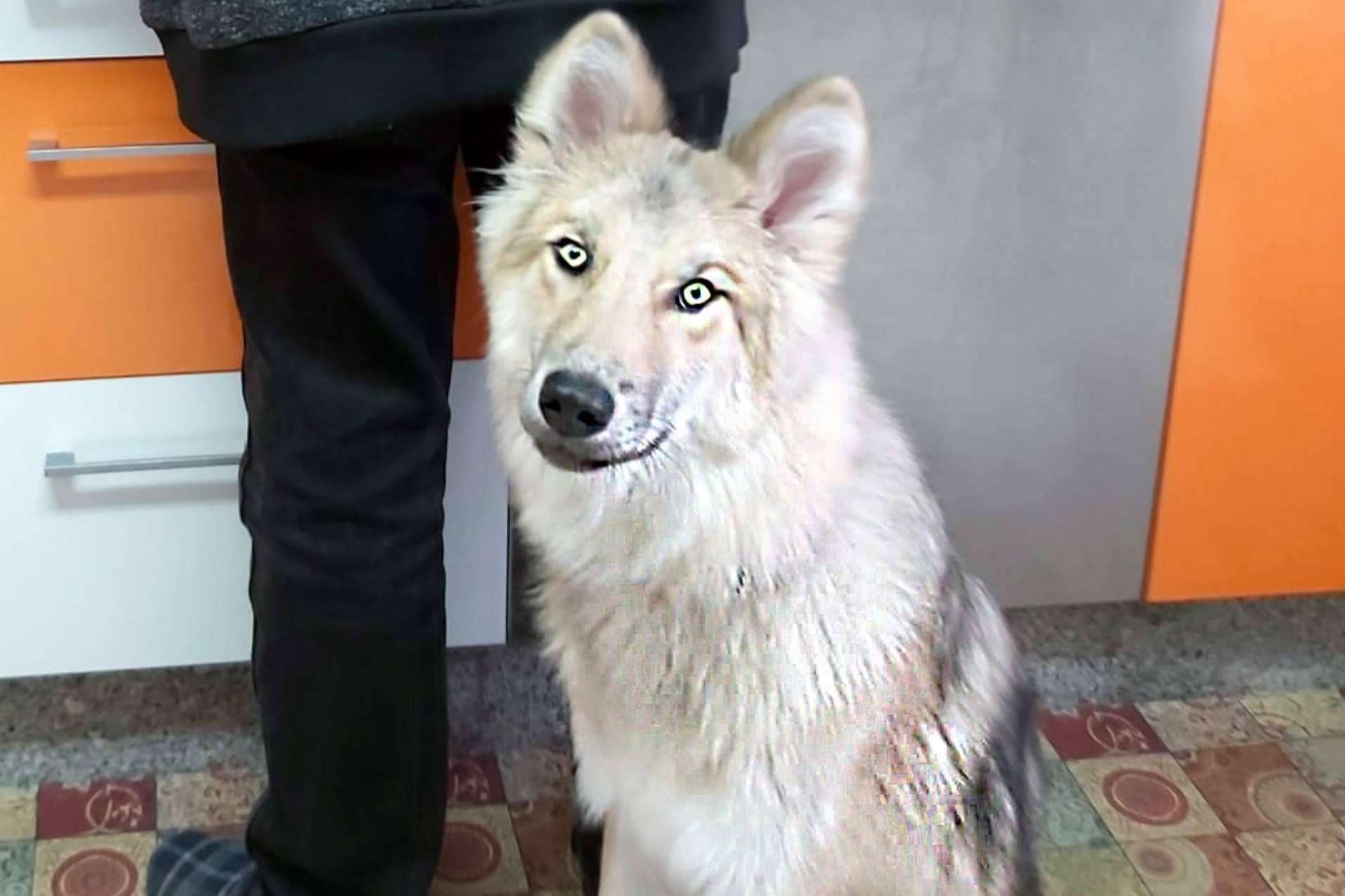 De los mitos y leyendas a las realidades, Wolfdog o Perro Lobo Americano
