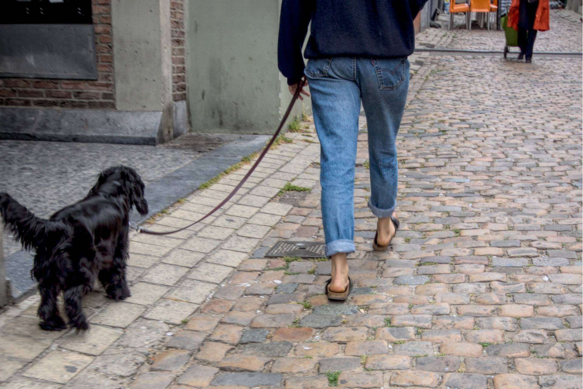 Mascozyme® Urban Cleaner, la solución a la contaminación ambiental por excrementos y orines de perros y gatos