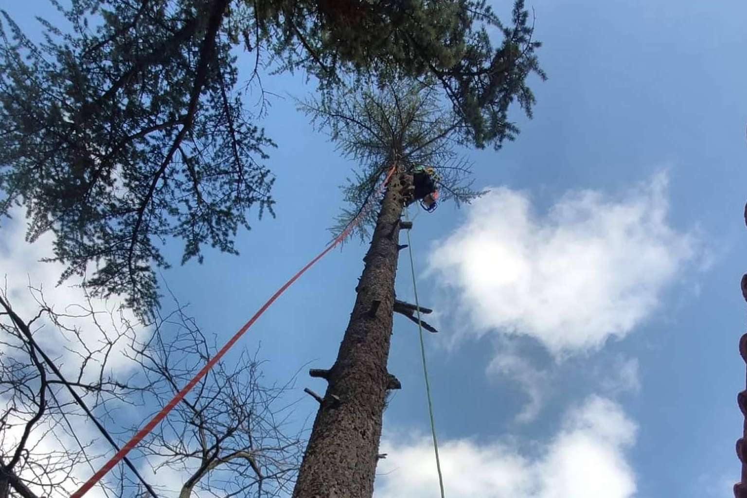 Talas de Árboles, empresa ubicada en Madrid, ofrece un servicio profesional de poda de árboles