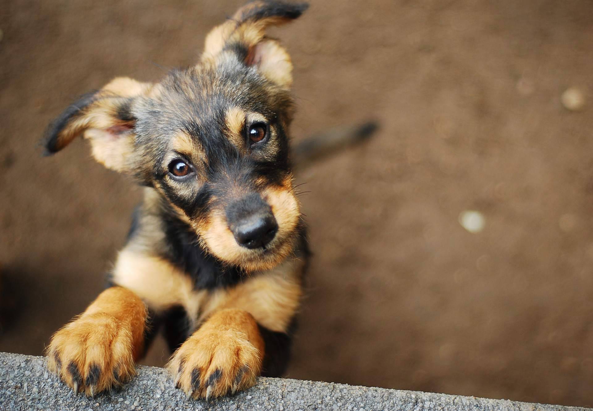 Es necesaria una buena alimentación para los perros y gatos que están en centros de acogida, por CaniAusa