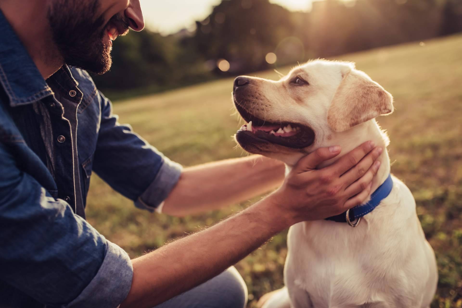 Encontrar una mascota perdida con esta iniciativa digital geolocalizada