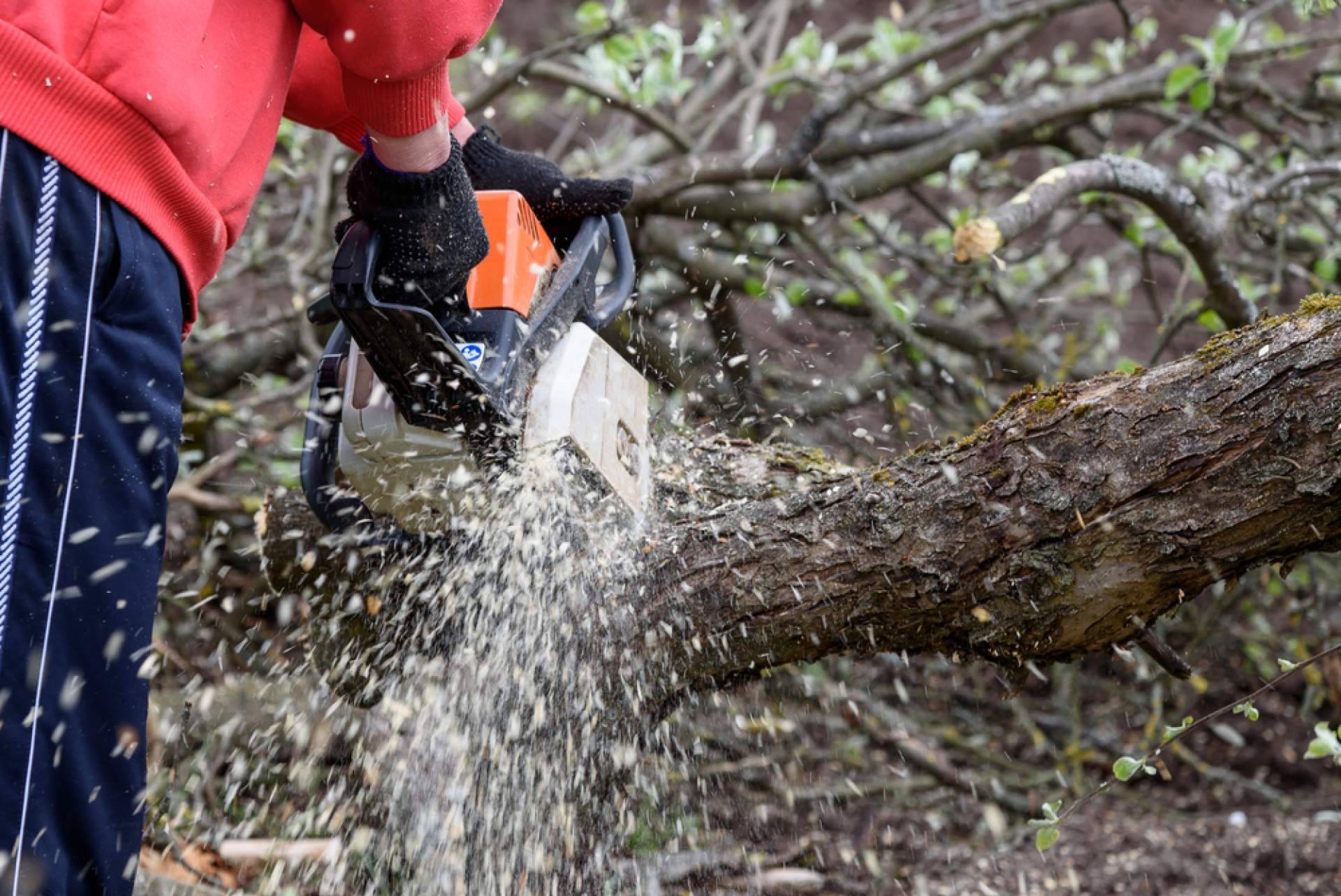Tala de árboles, poda de palmeras y mantenimiento de jardines, de la mano de Podarama