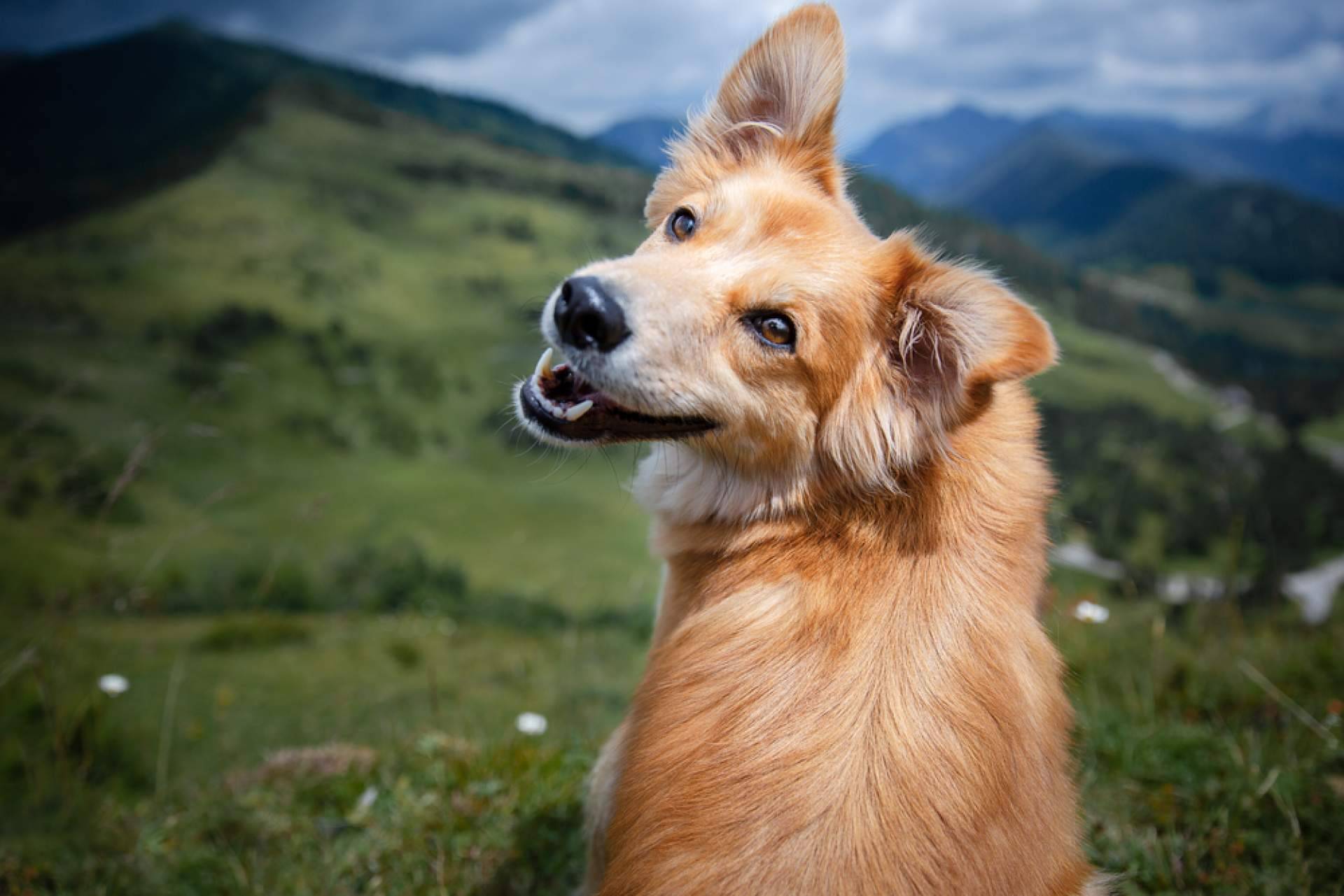 La Central del Cachorro, el buscador de mascotas con más garantías de salud y cuidados de los animales