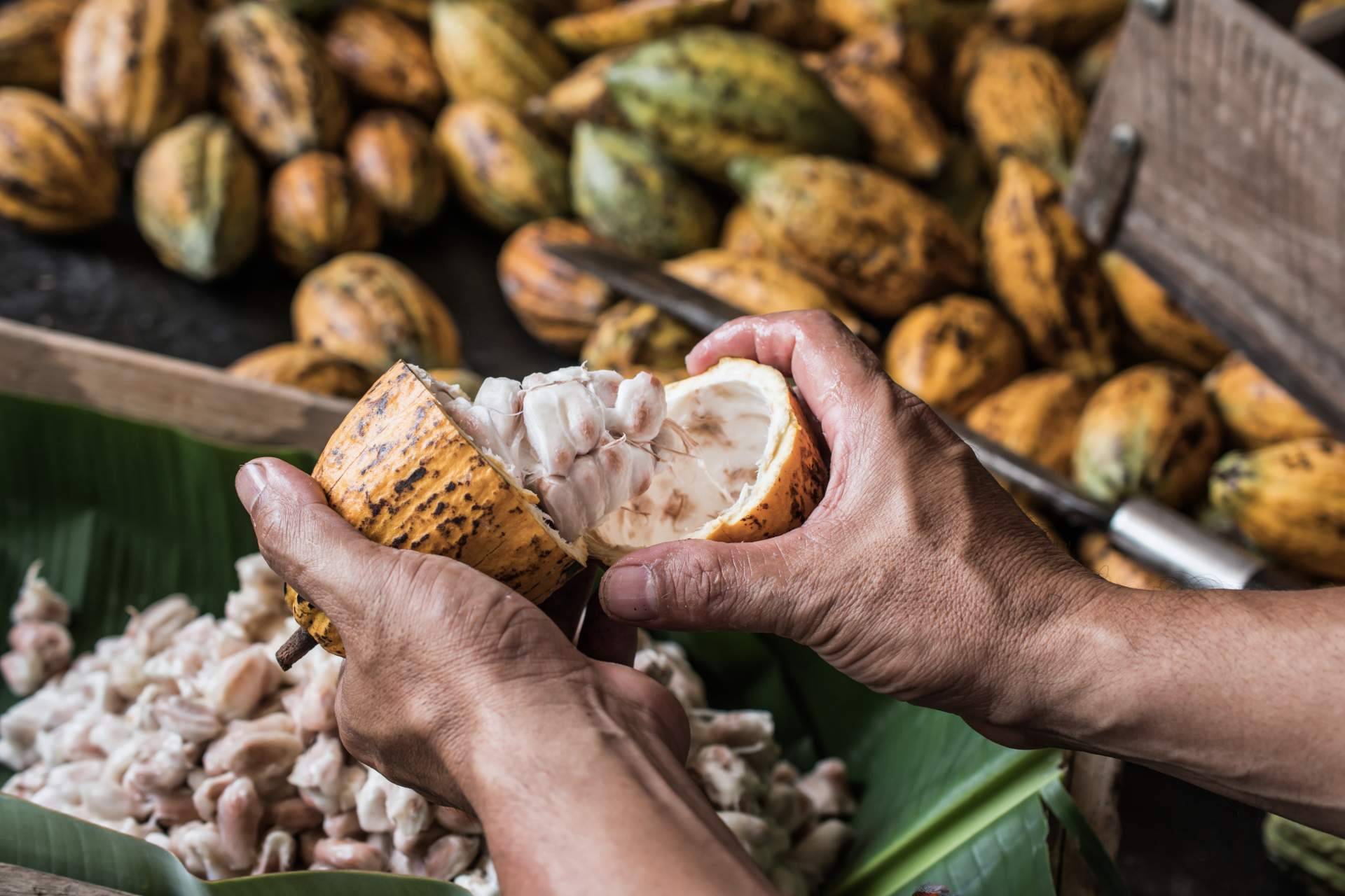 La historia del cacao, de método de pago en siglos pasados a token en la actualidad