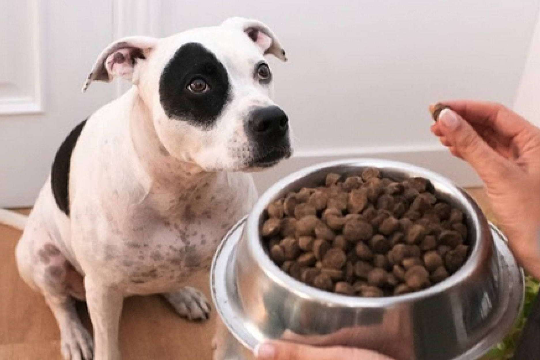El nuevo pienso hipoalergénico para evitar problemas de salud en perros y gatos de Ginqo