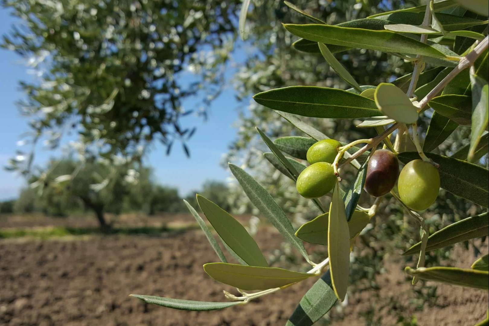 El proyecto para apadrinar un olivo centenario de El Aceite de la Vida