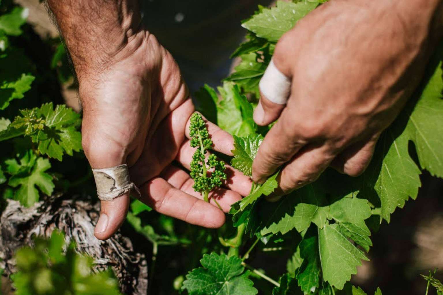 La comunicación en el mundo del vino, por Ciento Volando