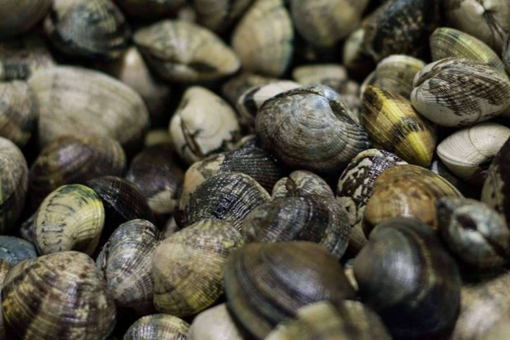 Llega la época de moluscos, con Lonja de Ayamonte