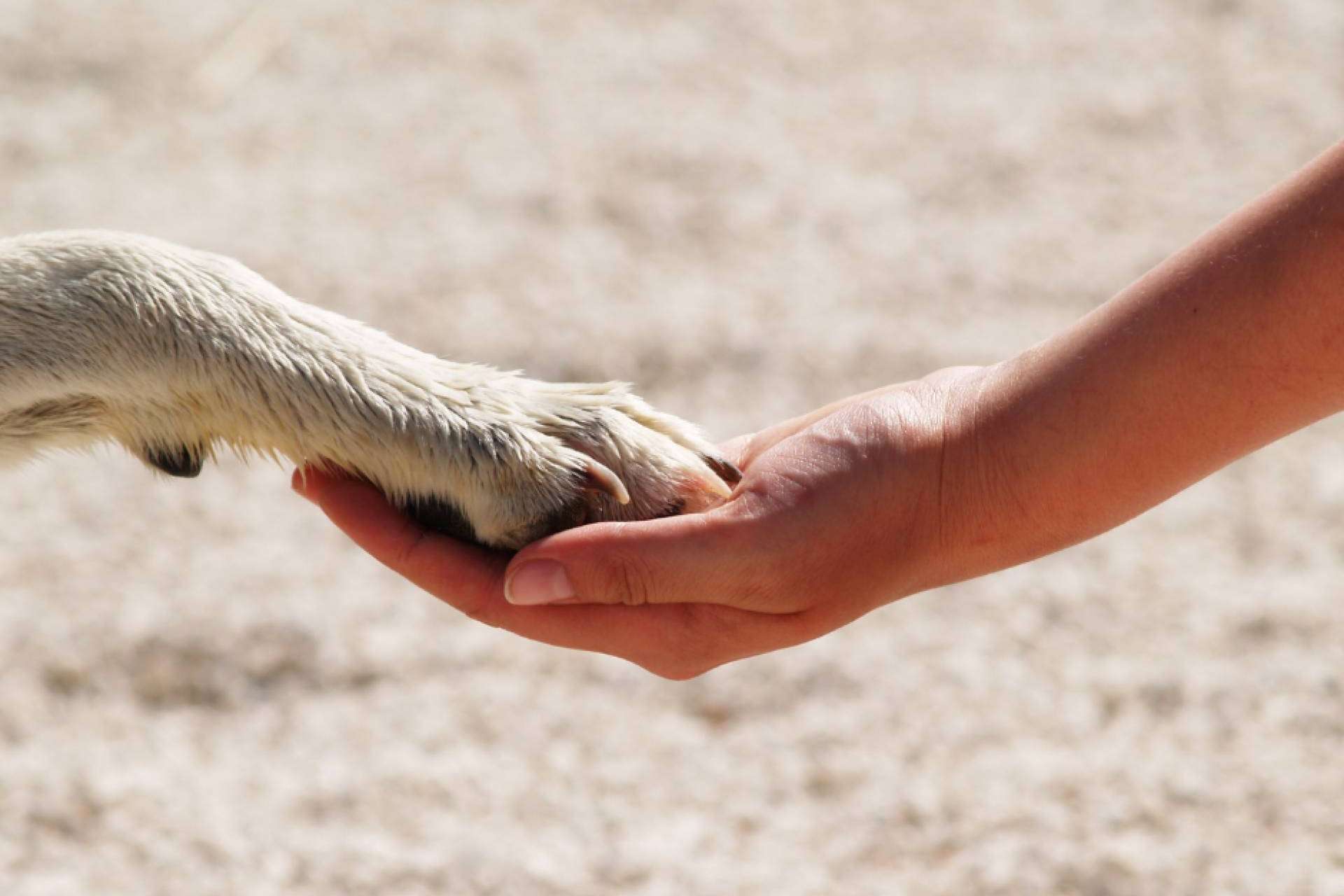 Una excelente oportunidad para aprender habilidades de mediación y aplicarlas en el contexto de la protección animal es Aboganimal