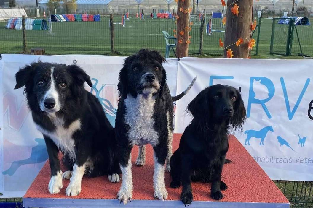 L'Almozara Can Bosc habla del nuevo curso de educación canina entre semana a partir del lunes 13 de marzo
