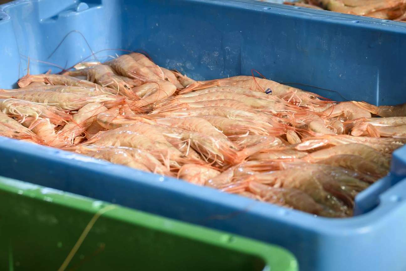 Cuál es la diferencia entre langostino y gamba