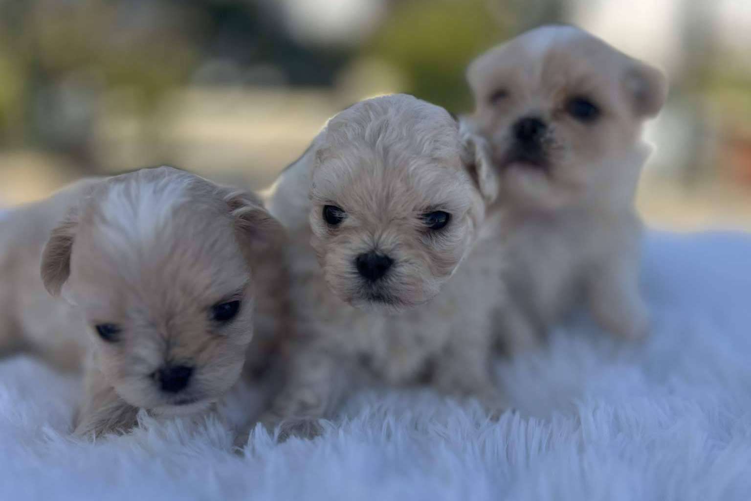 Perros caniches toy en Los Luceros de Vandalia