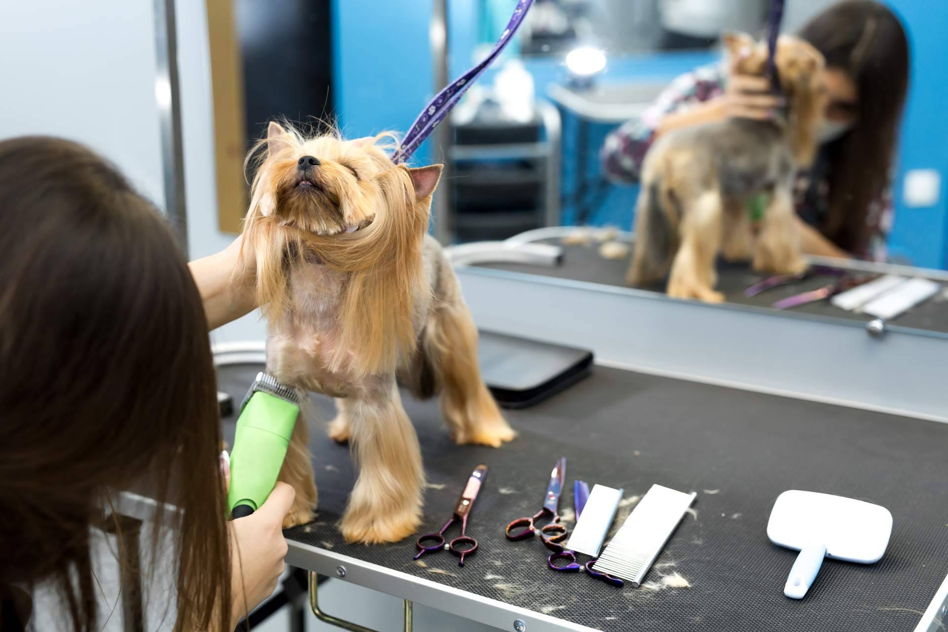 Perrukings sobre las ventajas de contratar los servicios de una peluquería canina